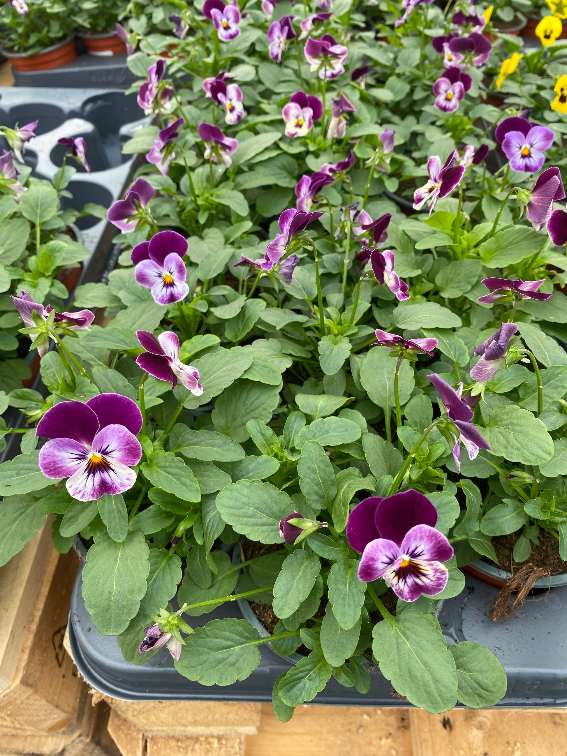 Winterviolen kleinbloemig