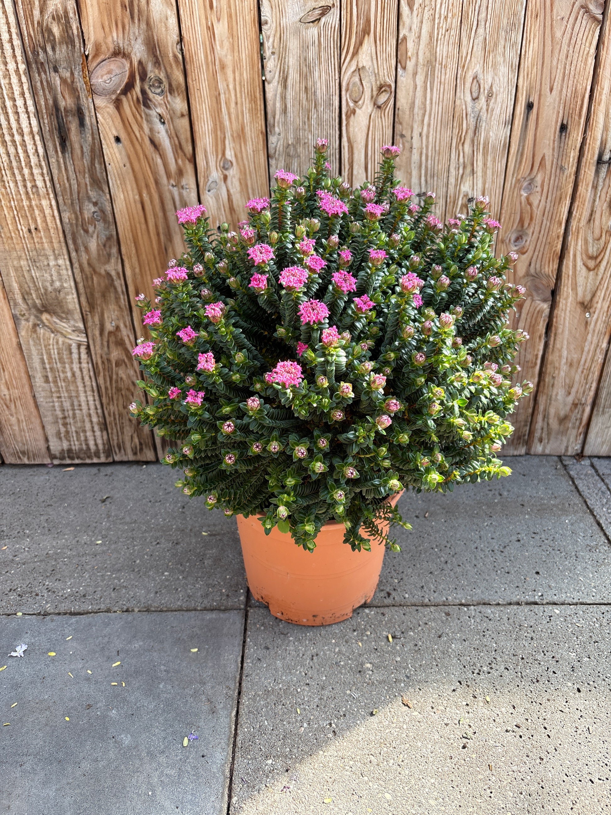 Pimelea Ferruginea
