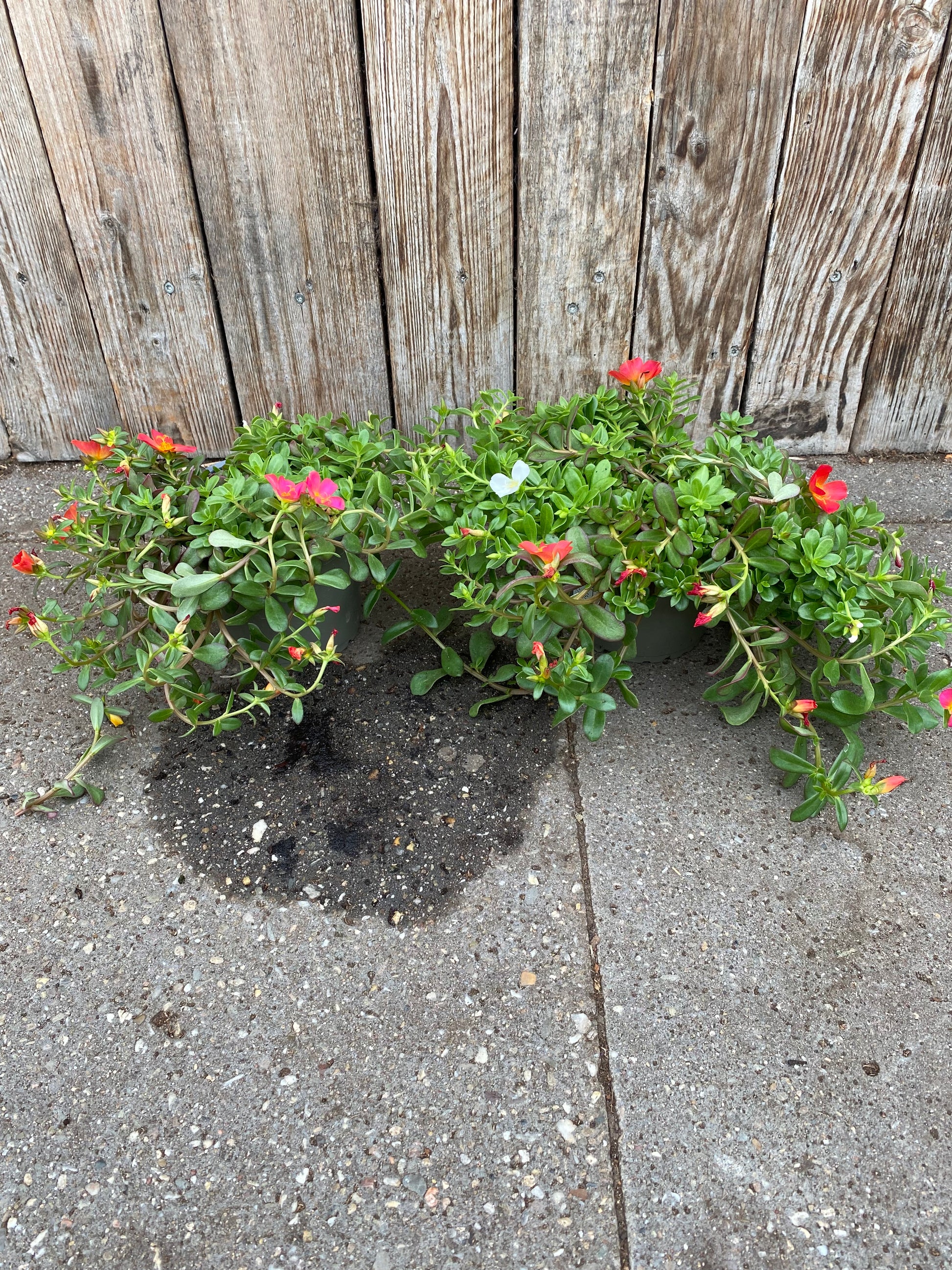 Portulaca