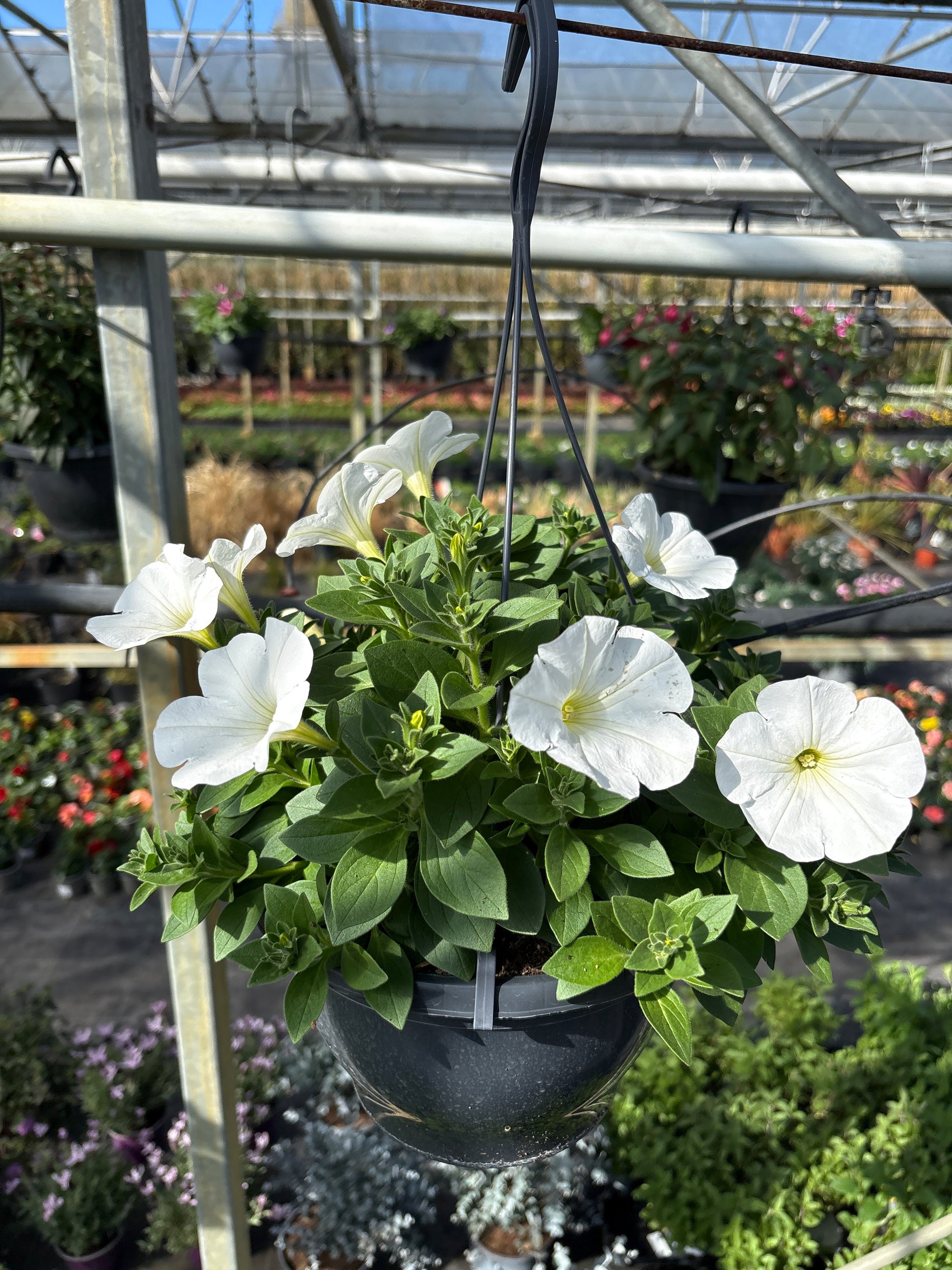 Hangpot Petunia