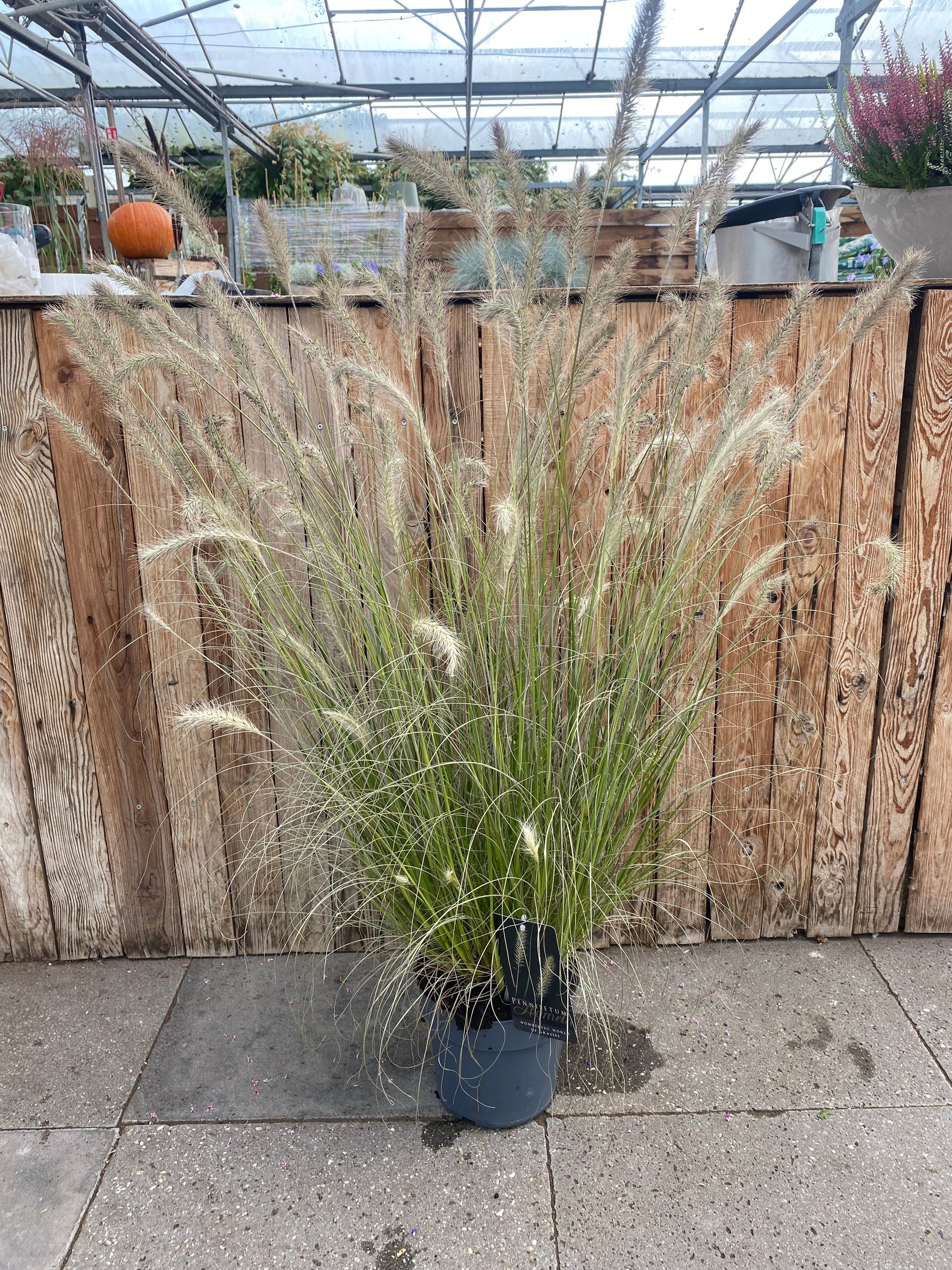 Pennisetum (gras)