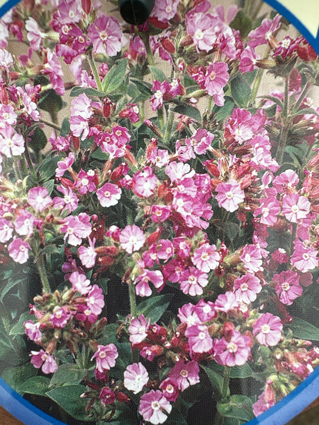 Silene rob vaste plant
