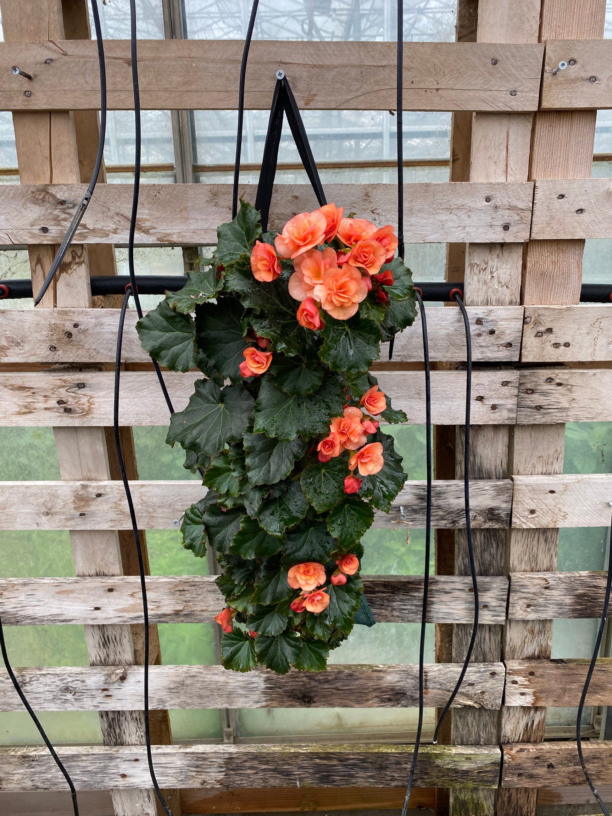 Wandhanger knolbegonia