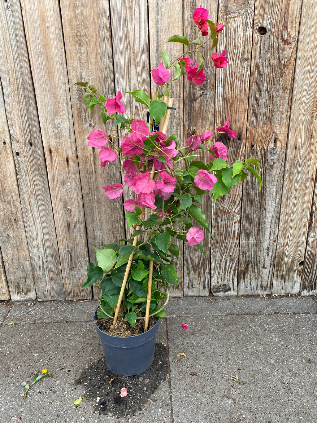Bougainville