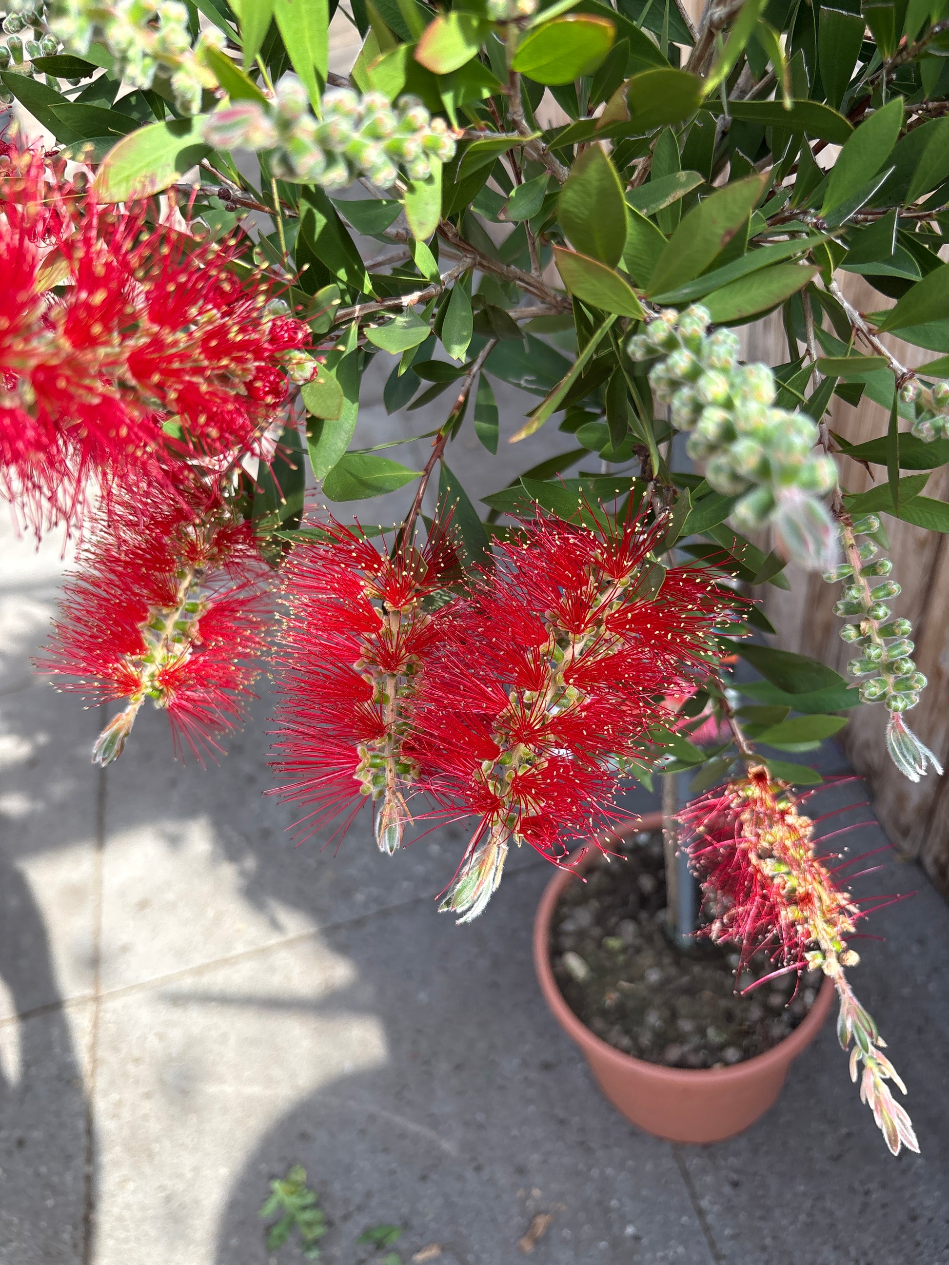 Callistemon citrinus ‘splendens’