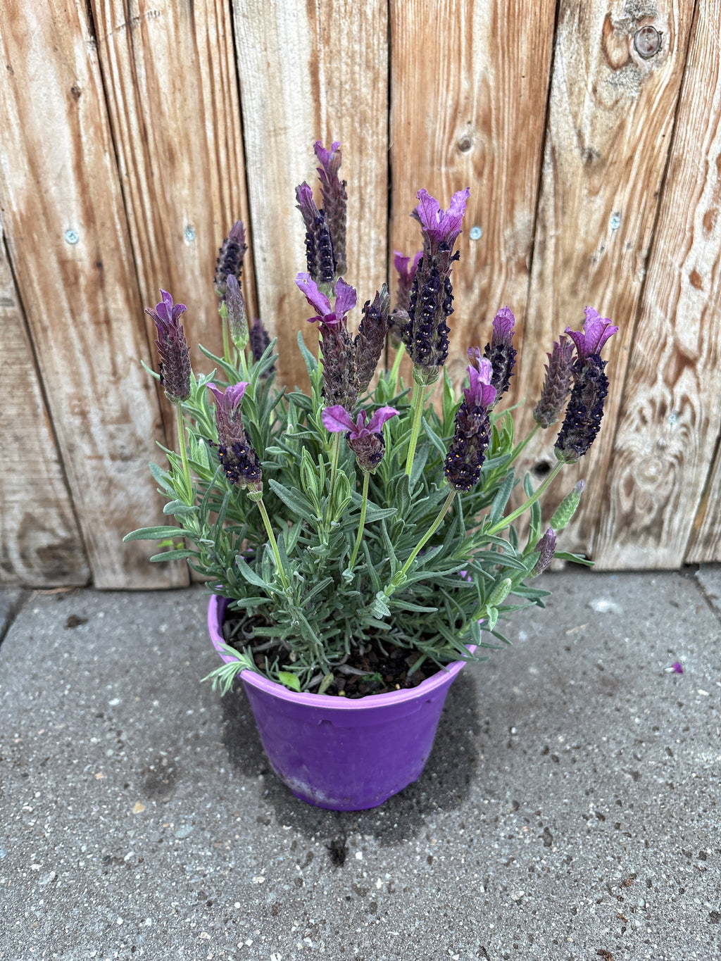 Schopf-Lavendel