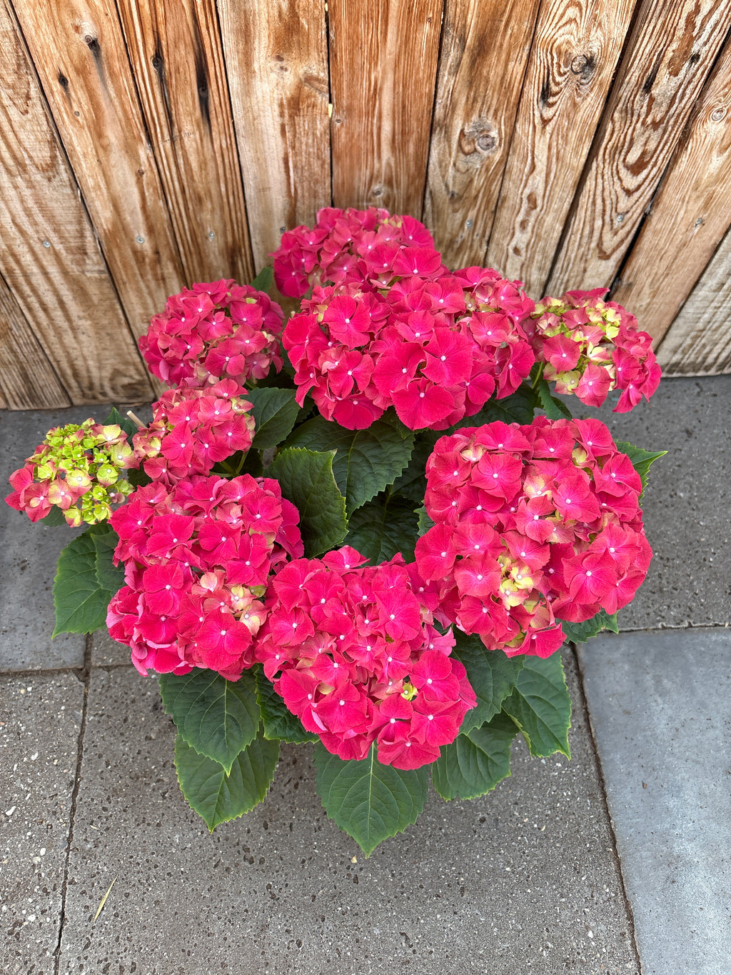 Hortensie