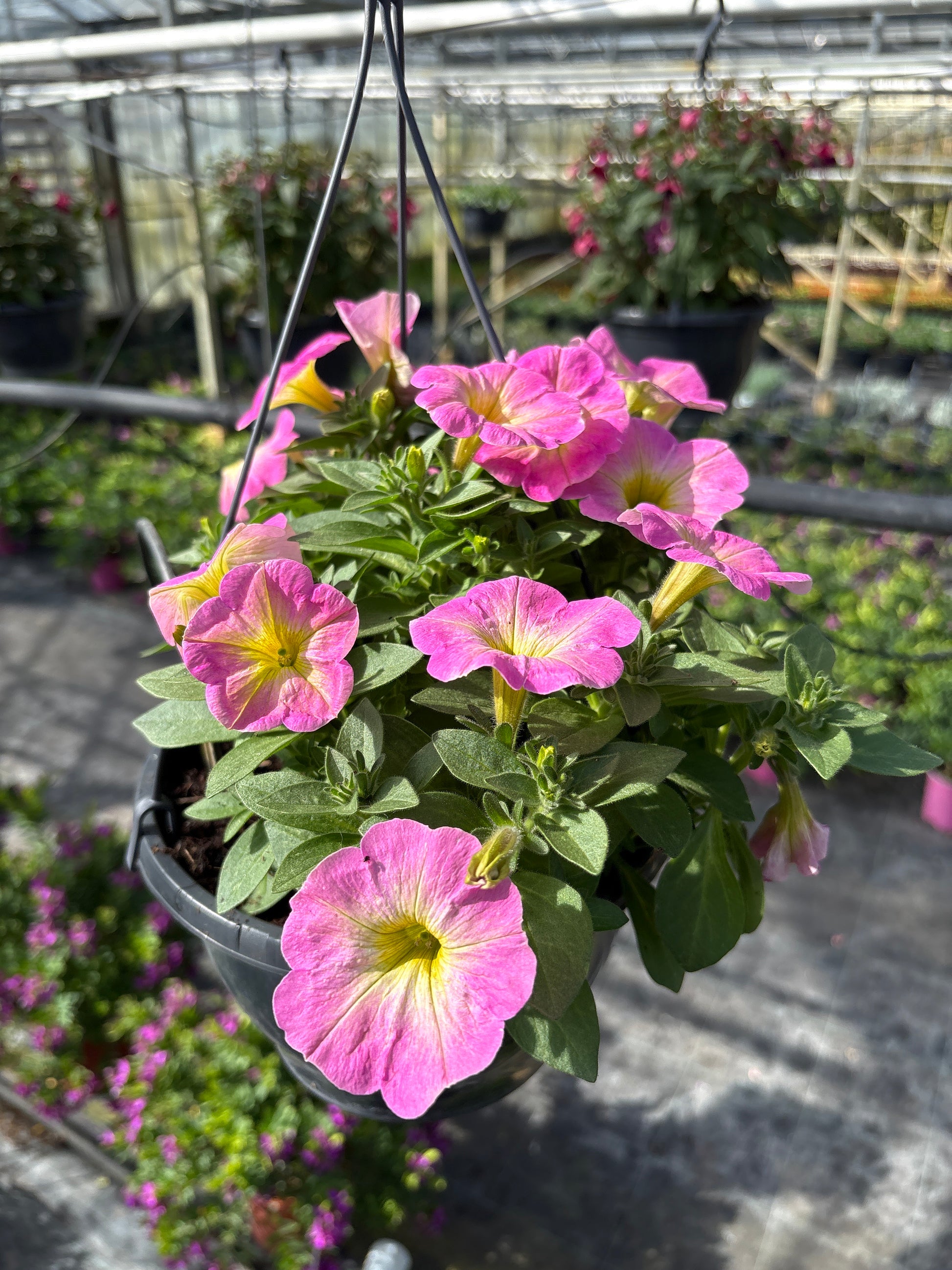 Hangpot Petunia
