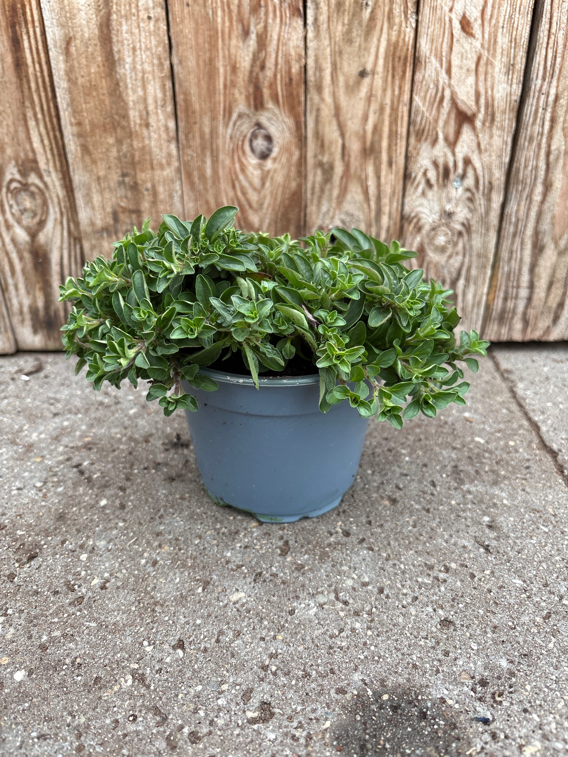Origanum vulgare vaste plant