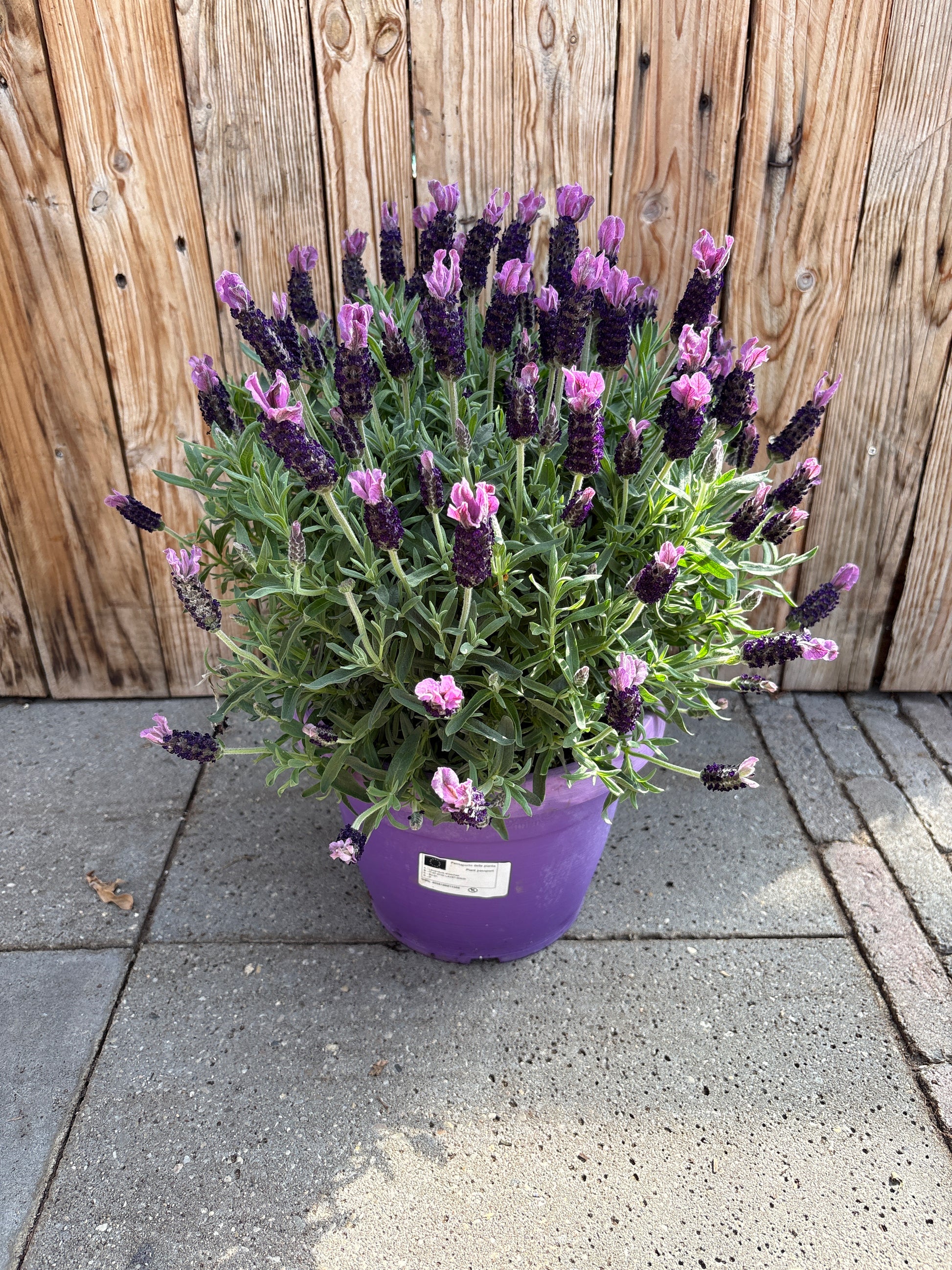 Lavendel stouchas struik
