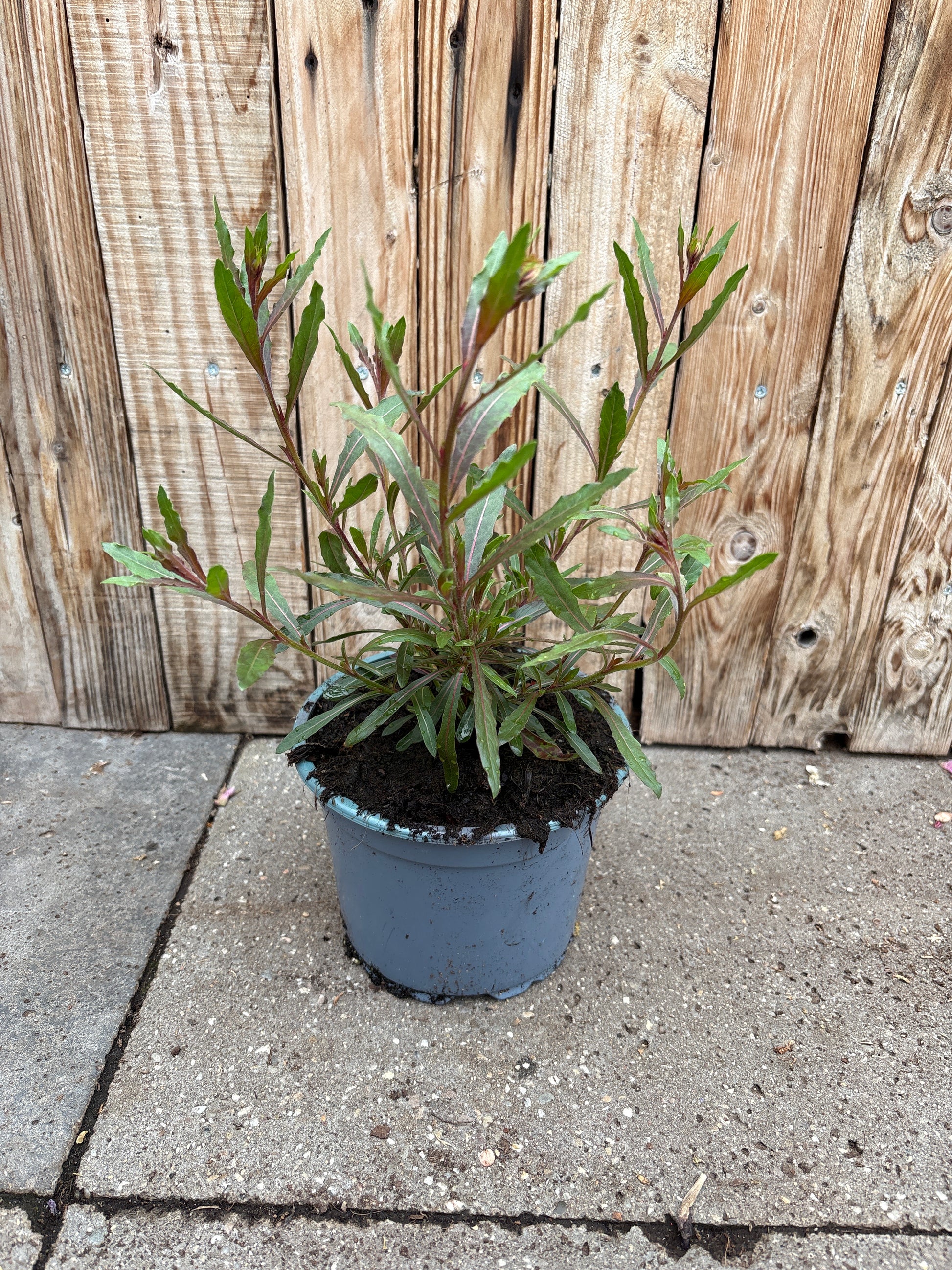 Gaura Stauden