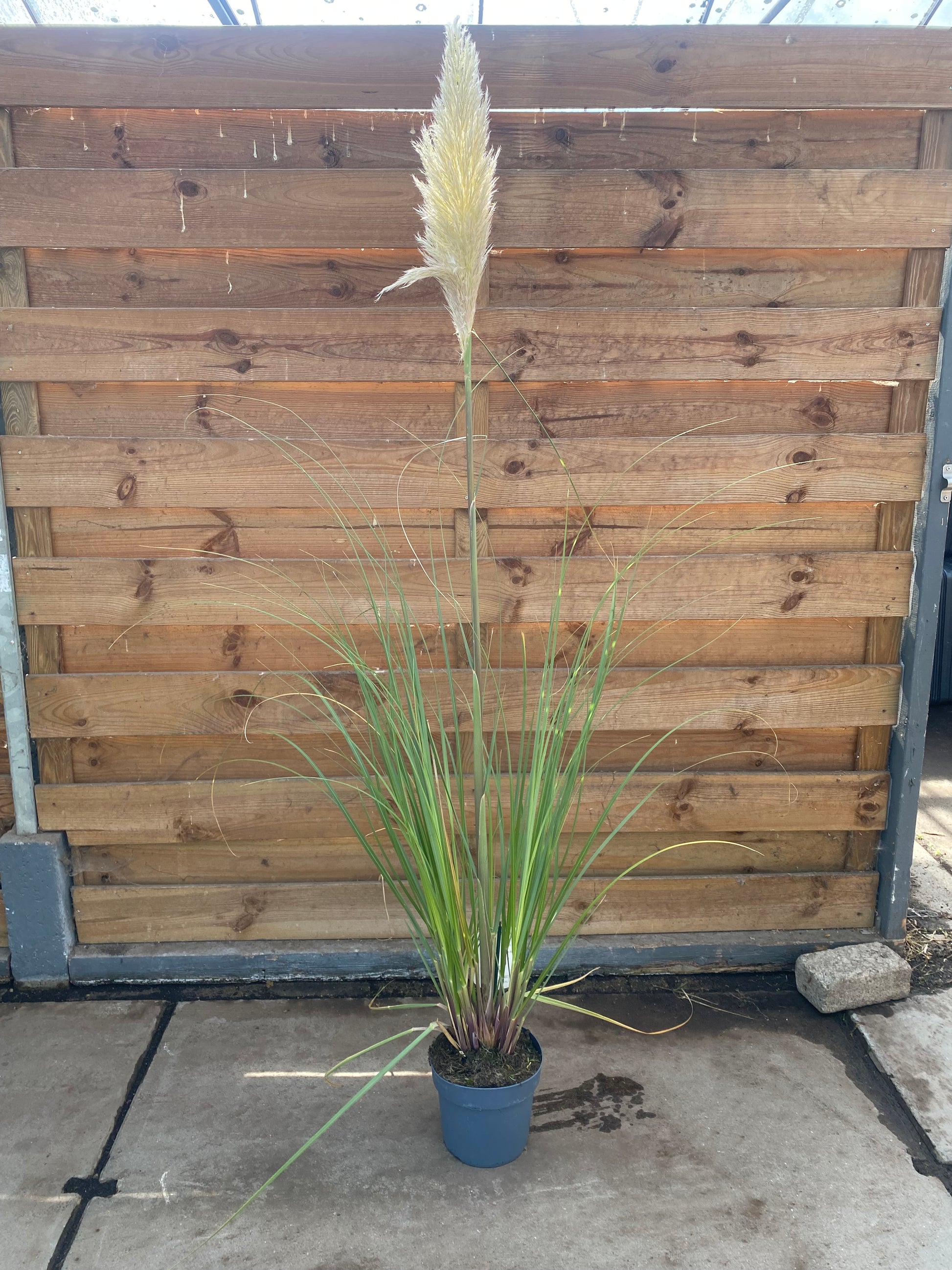 Cortaderia Selloana