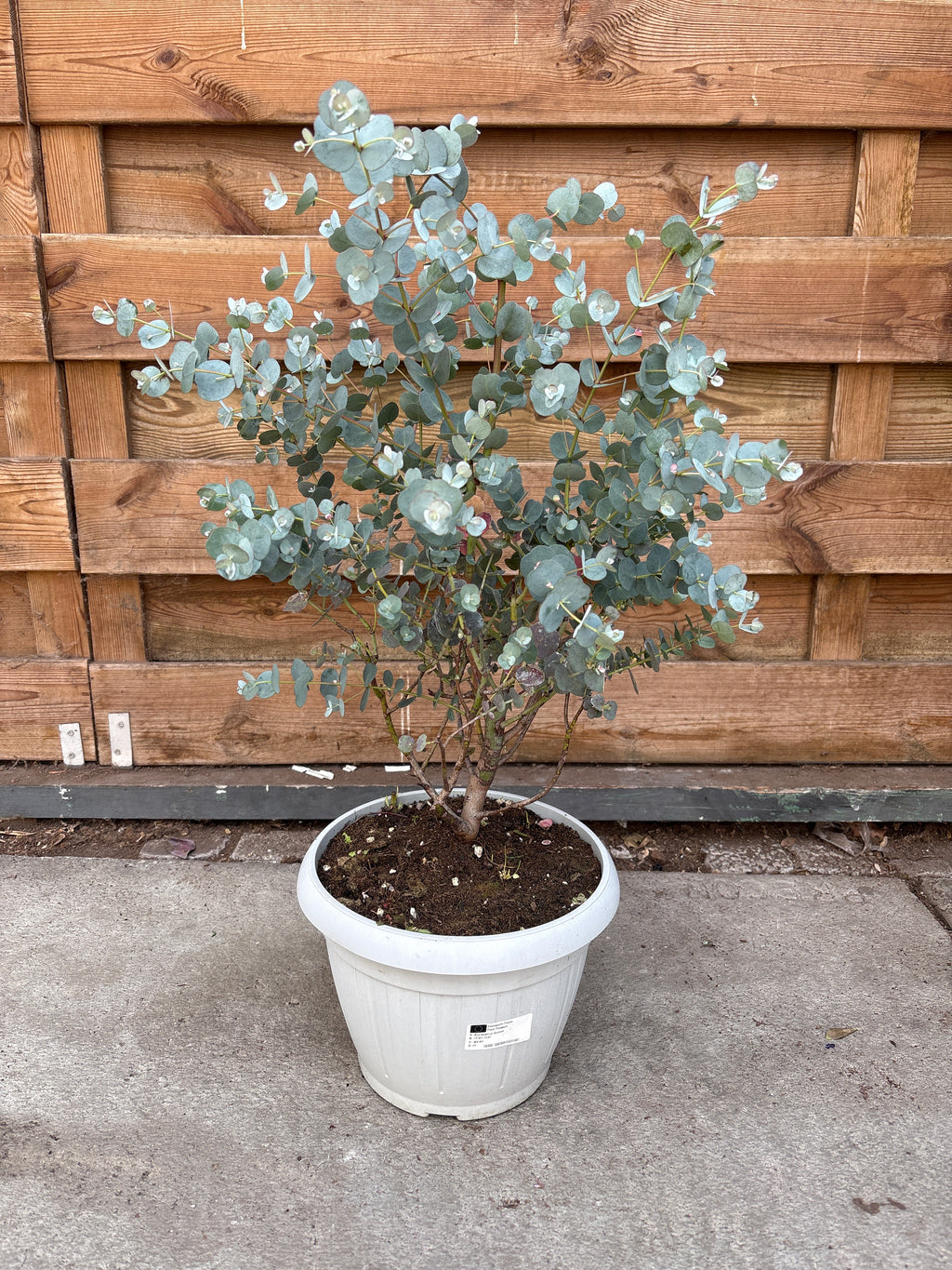 Eucalyptus Gunnii