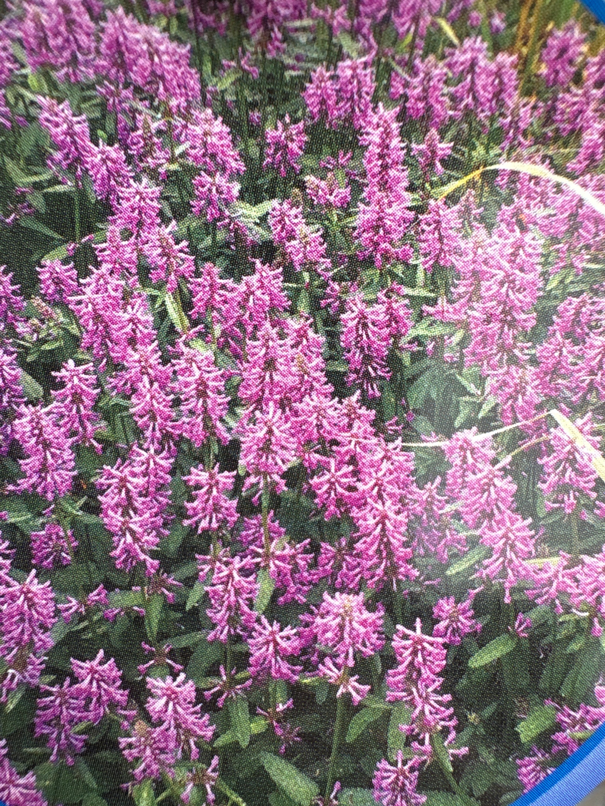 Stachys officinalis vaste plant