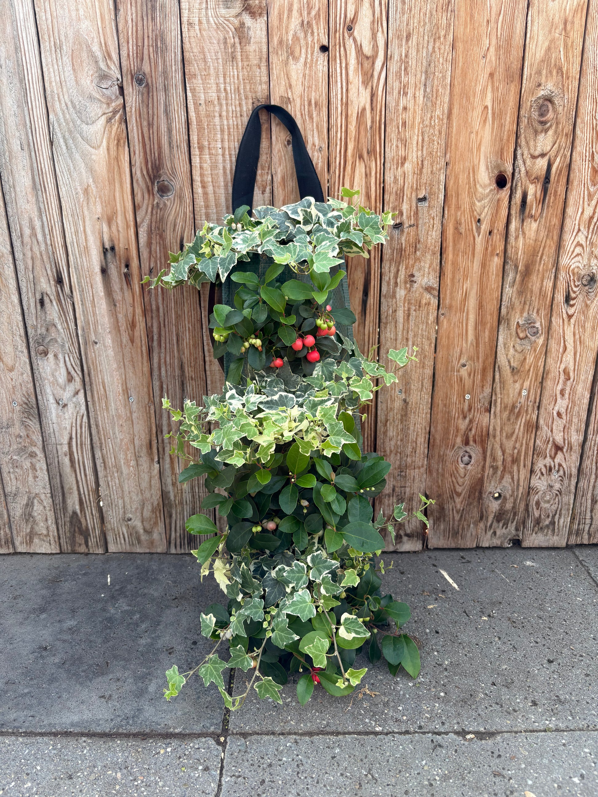 Wandhanger Hedera