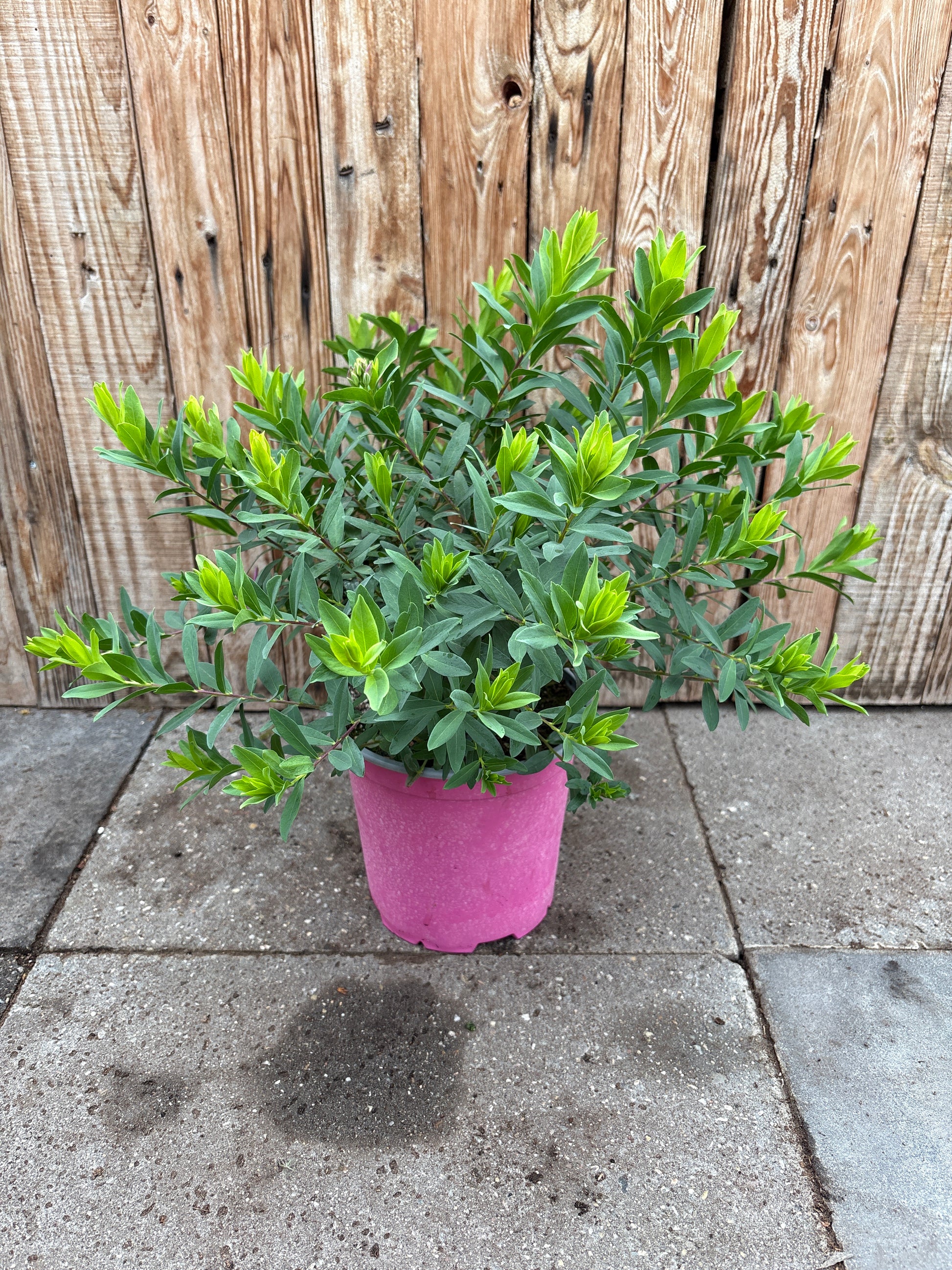 Polygala myrtifolia