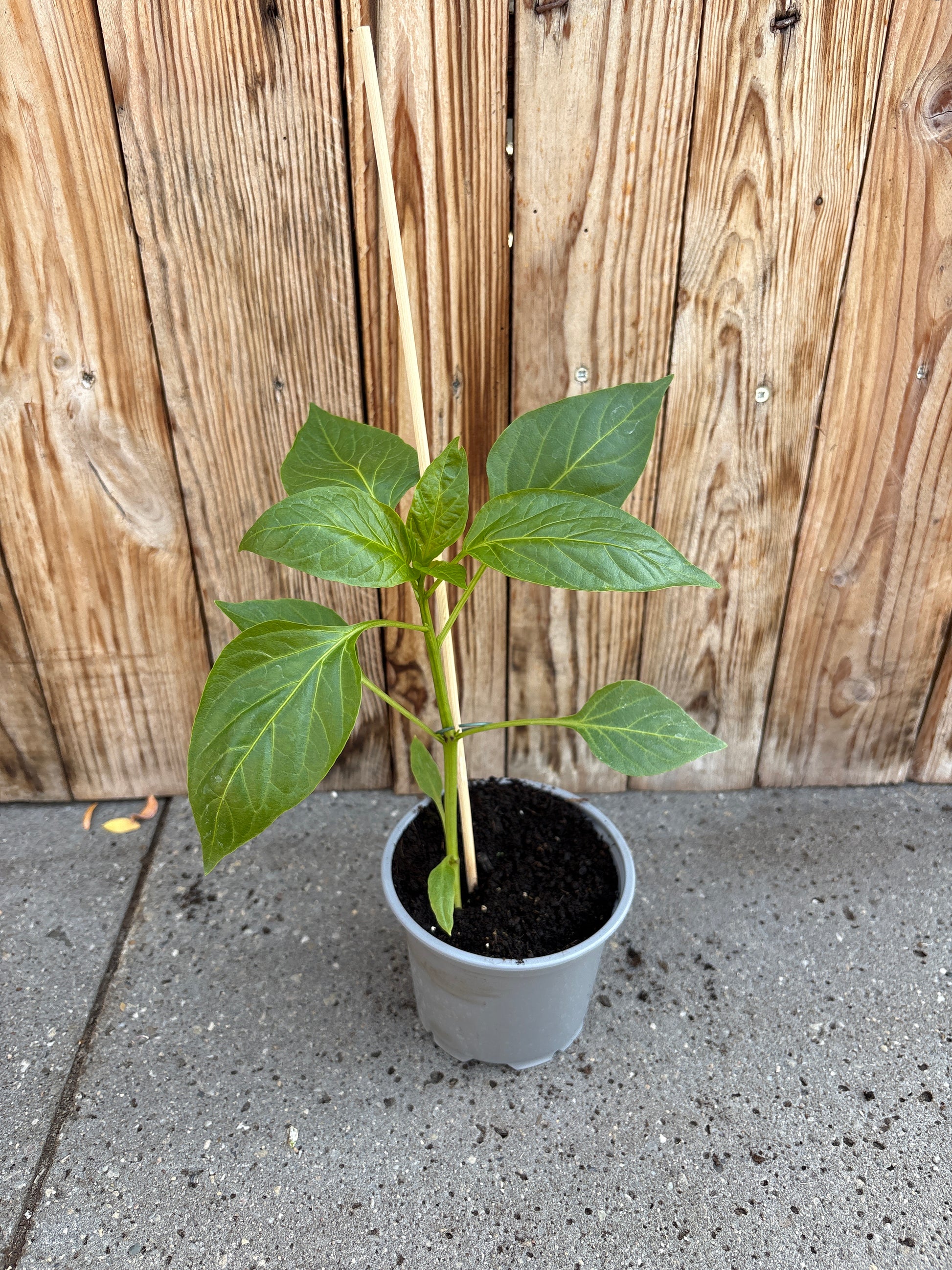 Paprika (oranje)
