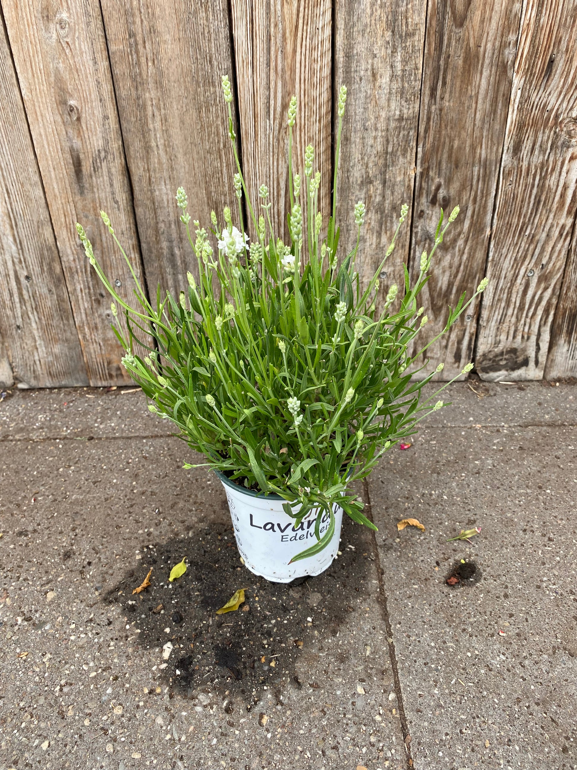 Lavendel
