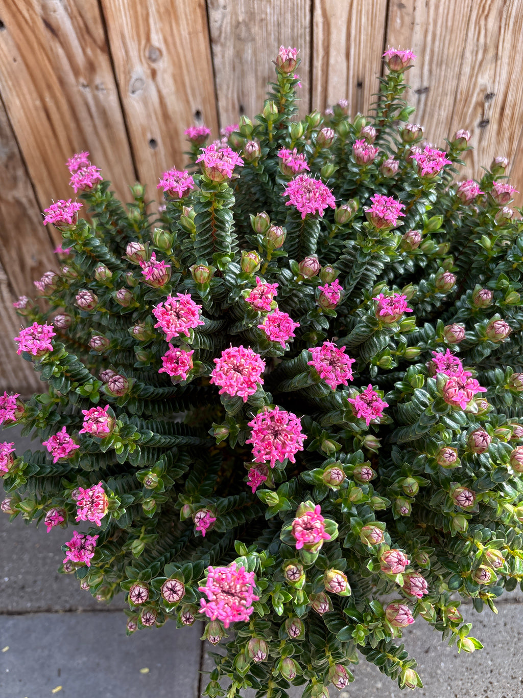 Pimelea Ferruginea