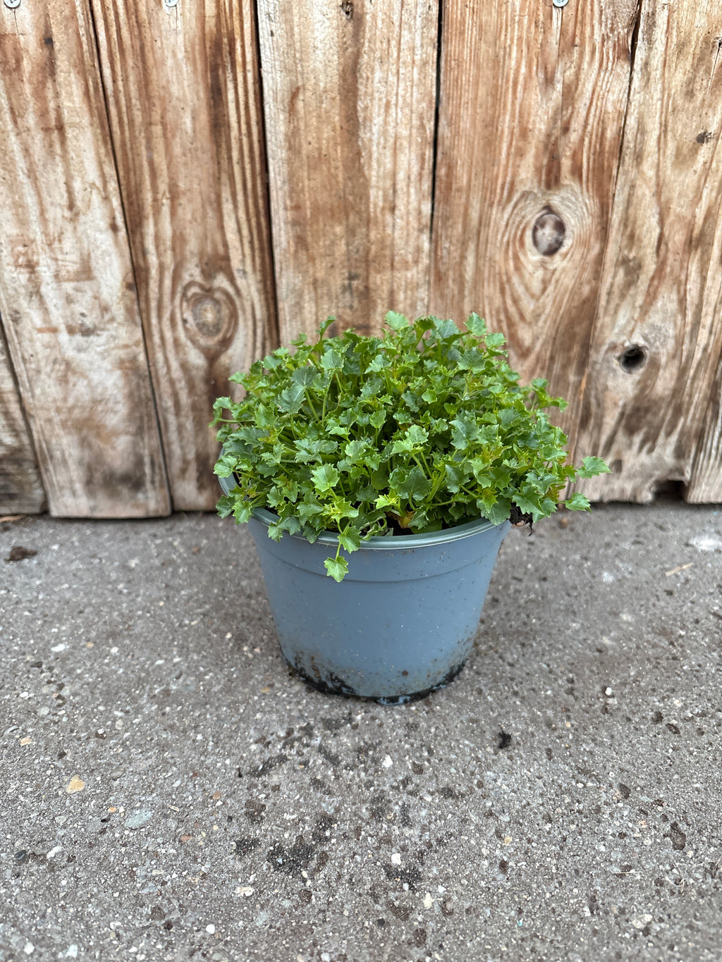 Campanula portenschlagiana vaste plant