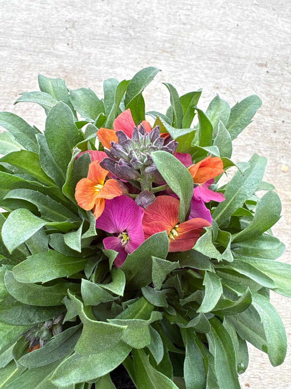 Erysimum perennial
