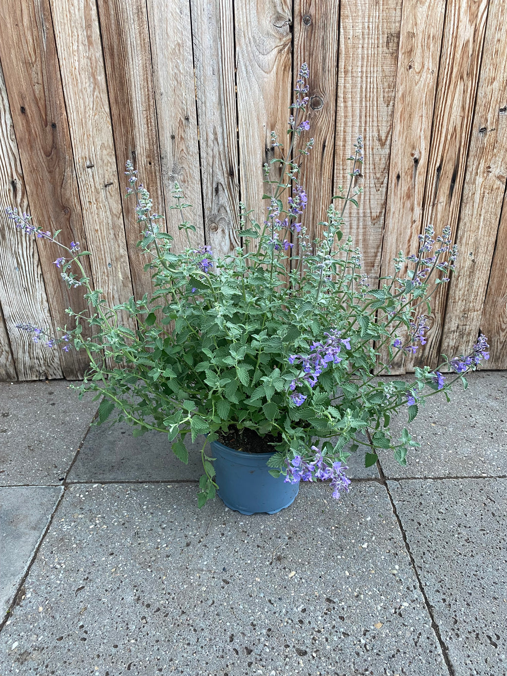 Nepeta faassenii vaste plant
