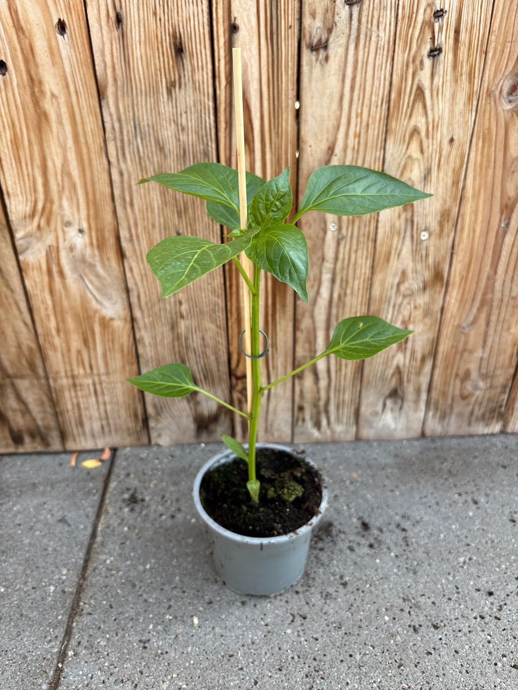 Paprika (rood)