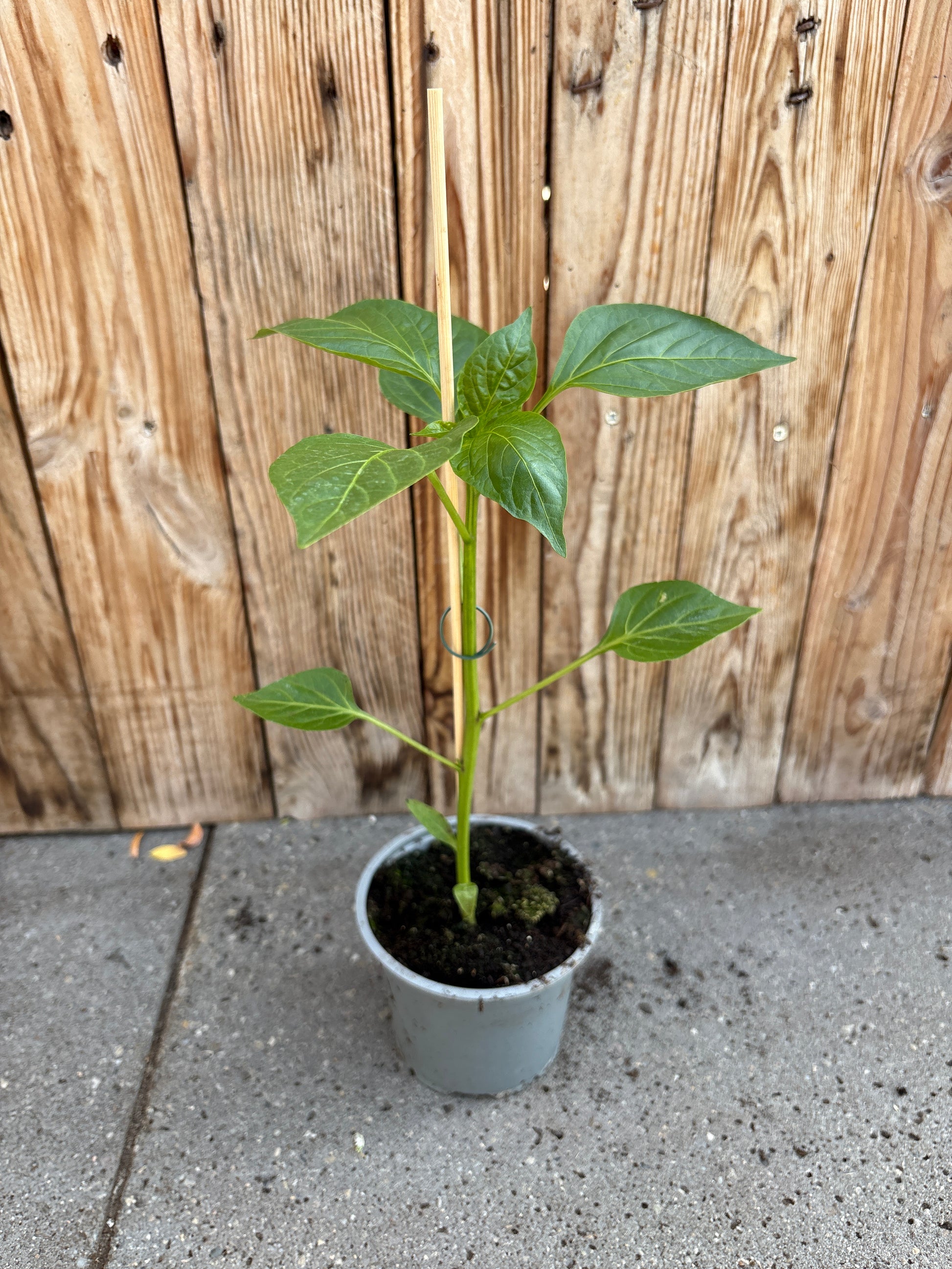 Paprika (geel)