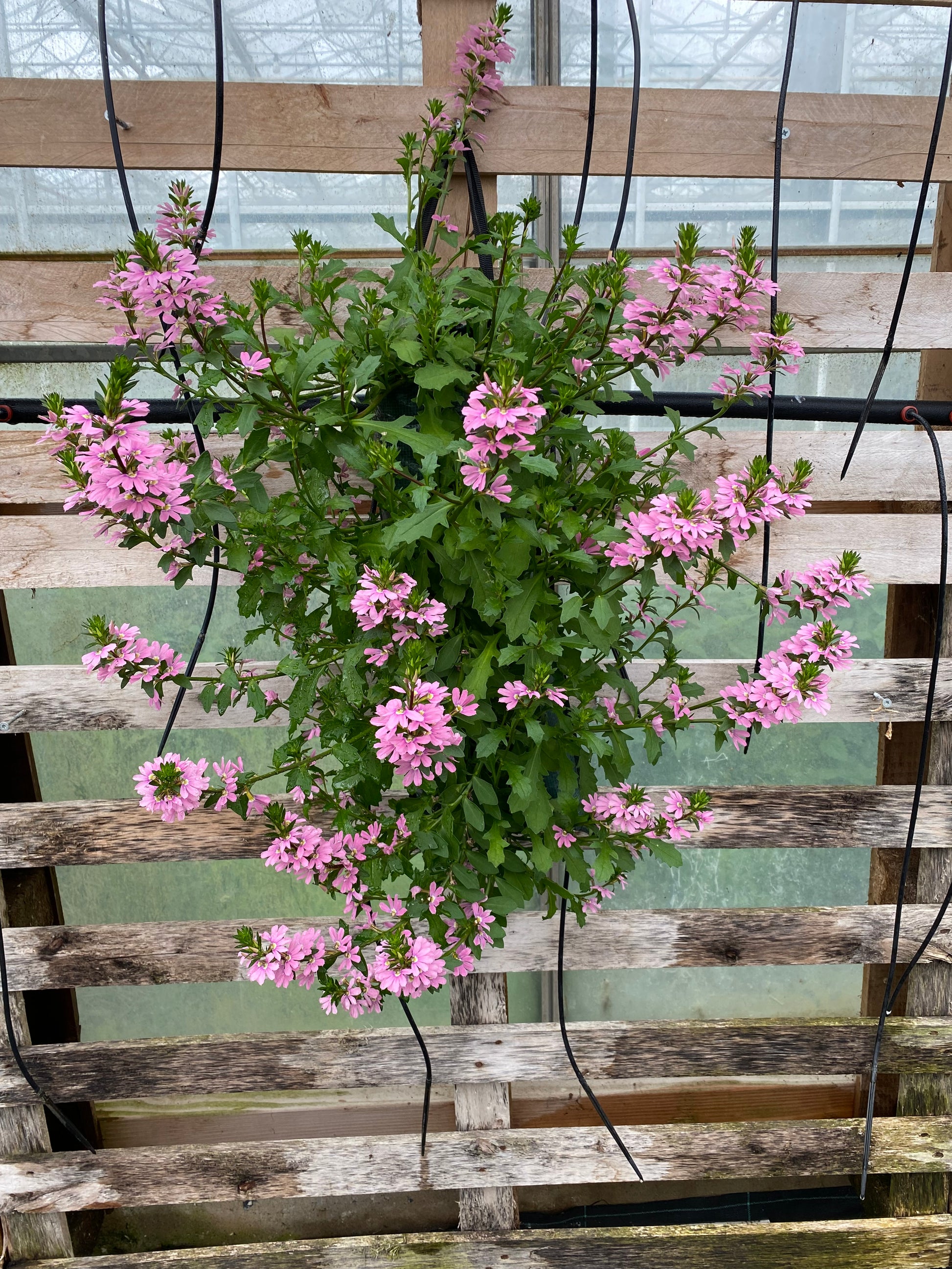 Wandhanger sceavola