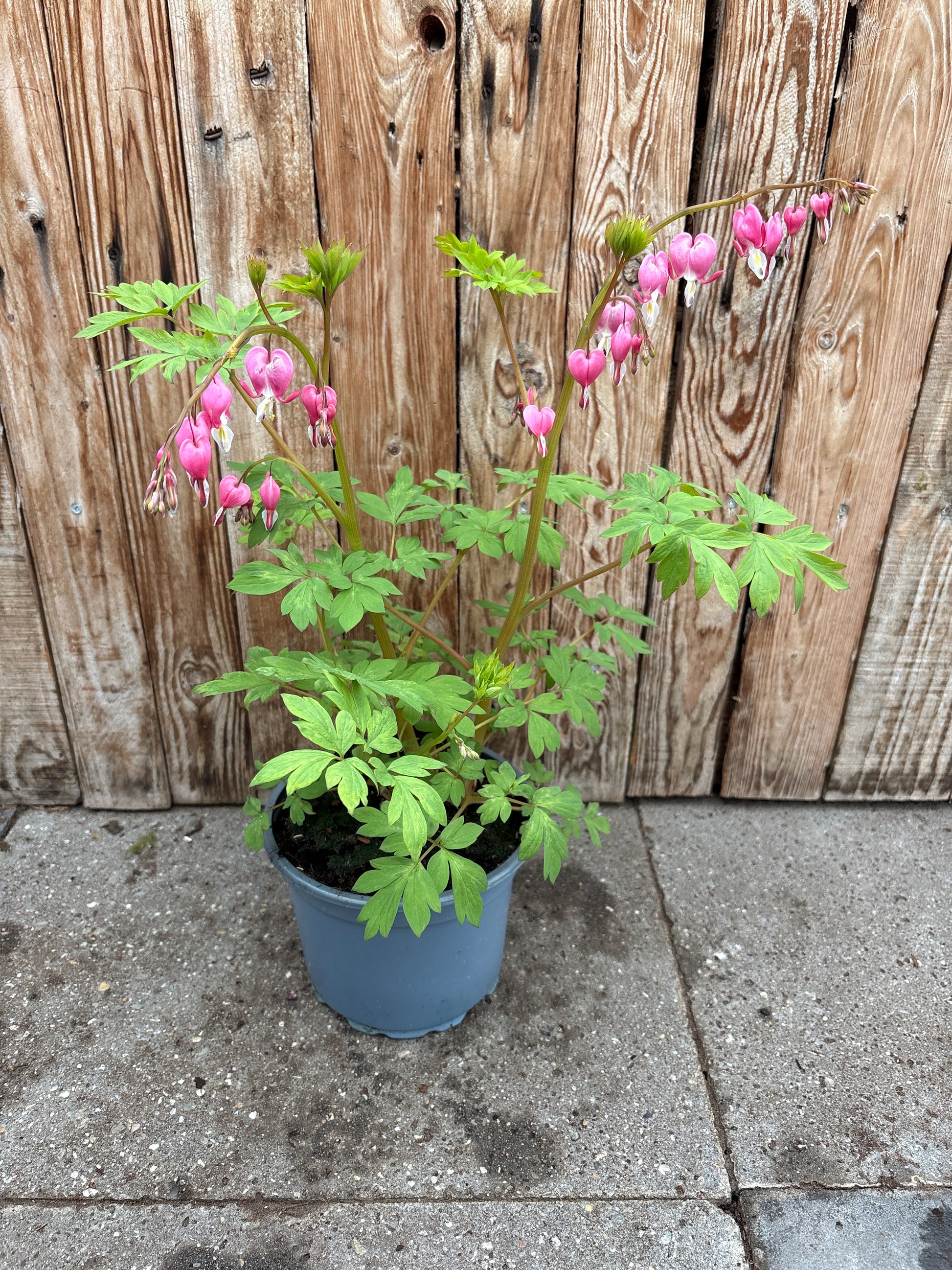 Dicentra spectabilis vaste plant