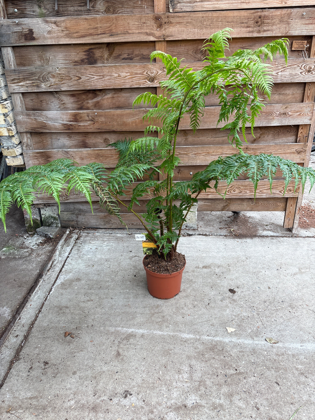 Cyathea cooperi