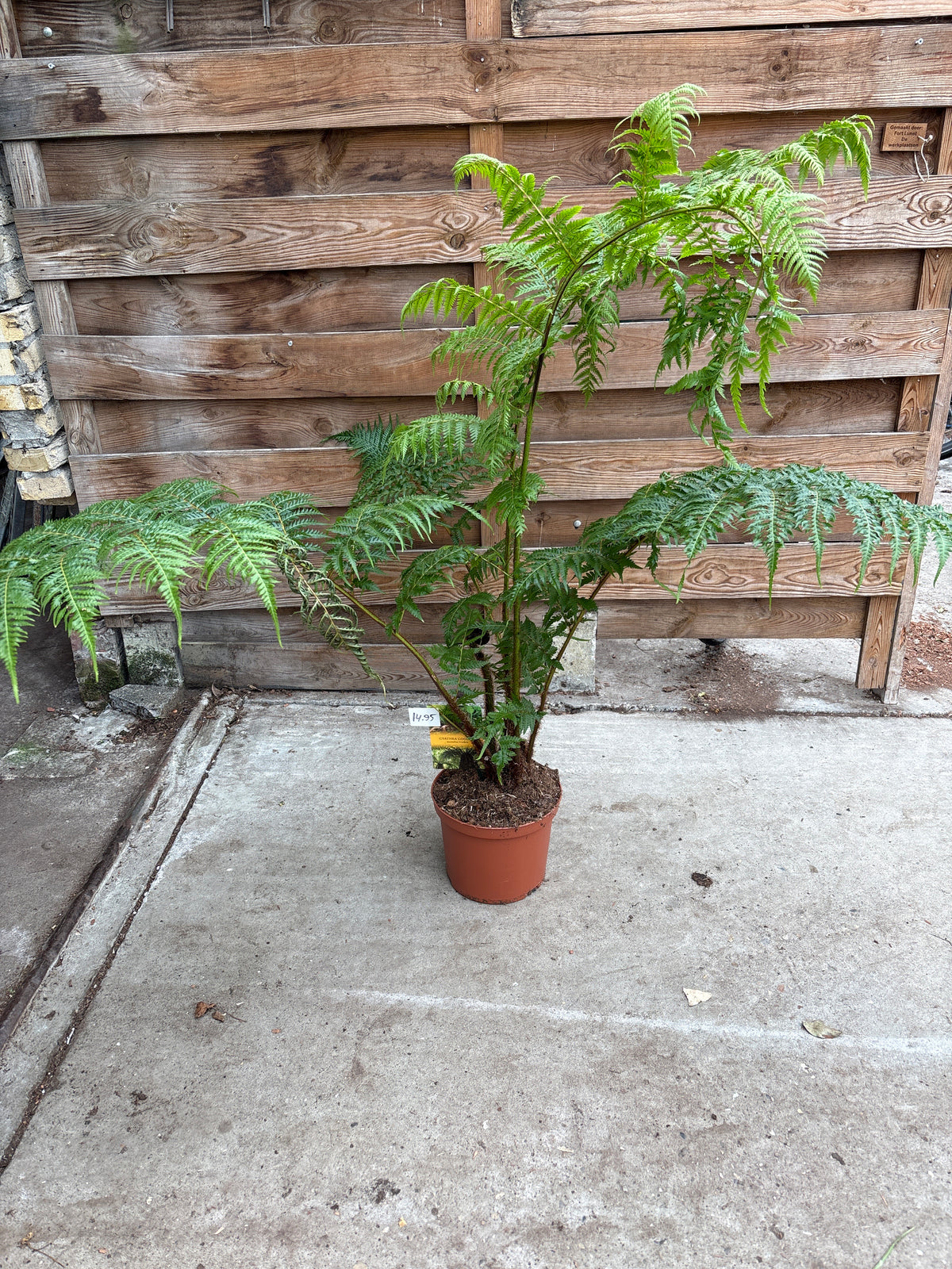 Cyathea cooperi