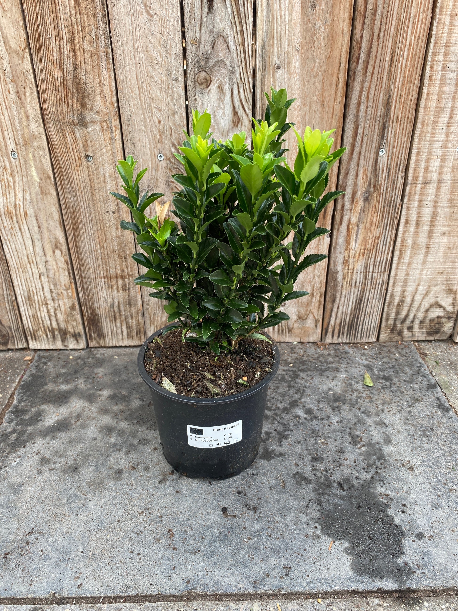 Euonymus