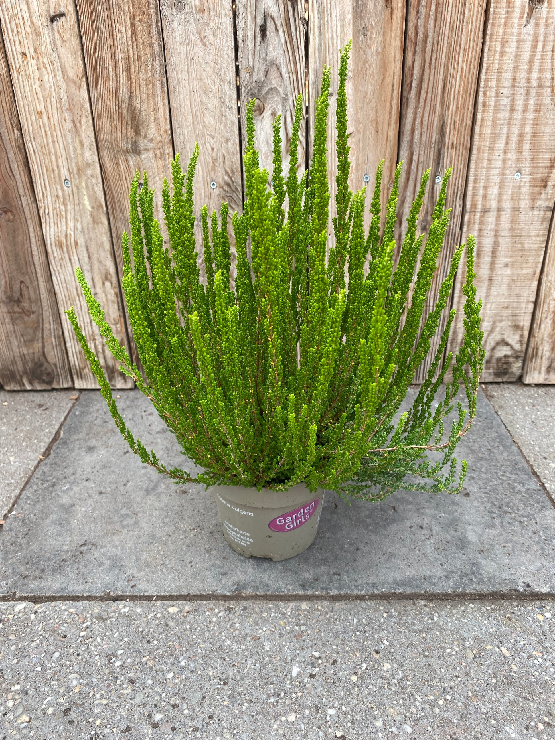 Calluna (heide)