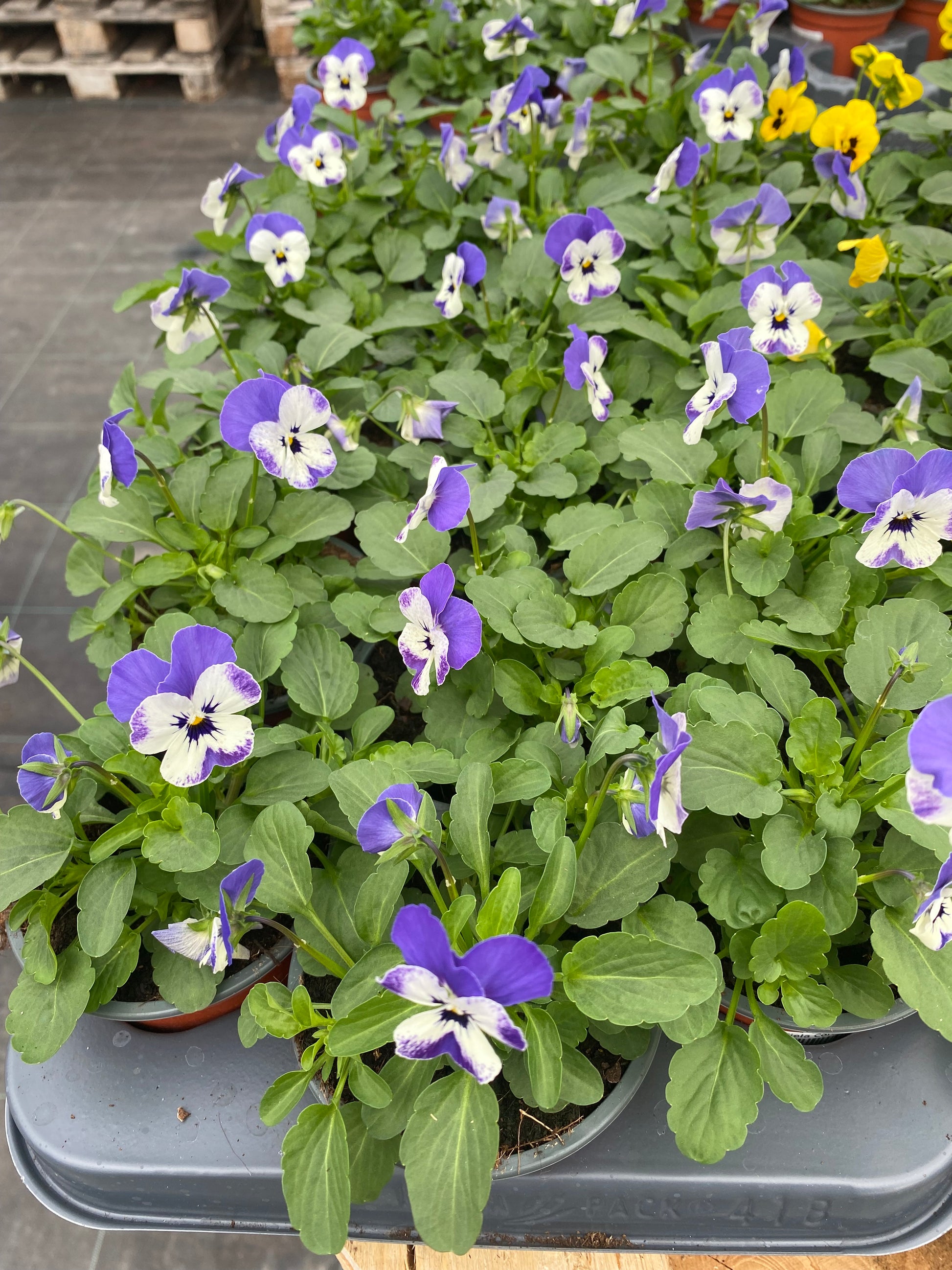 Winterviolen kleinbloemig