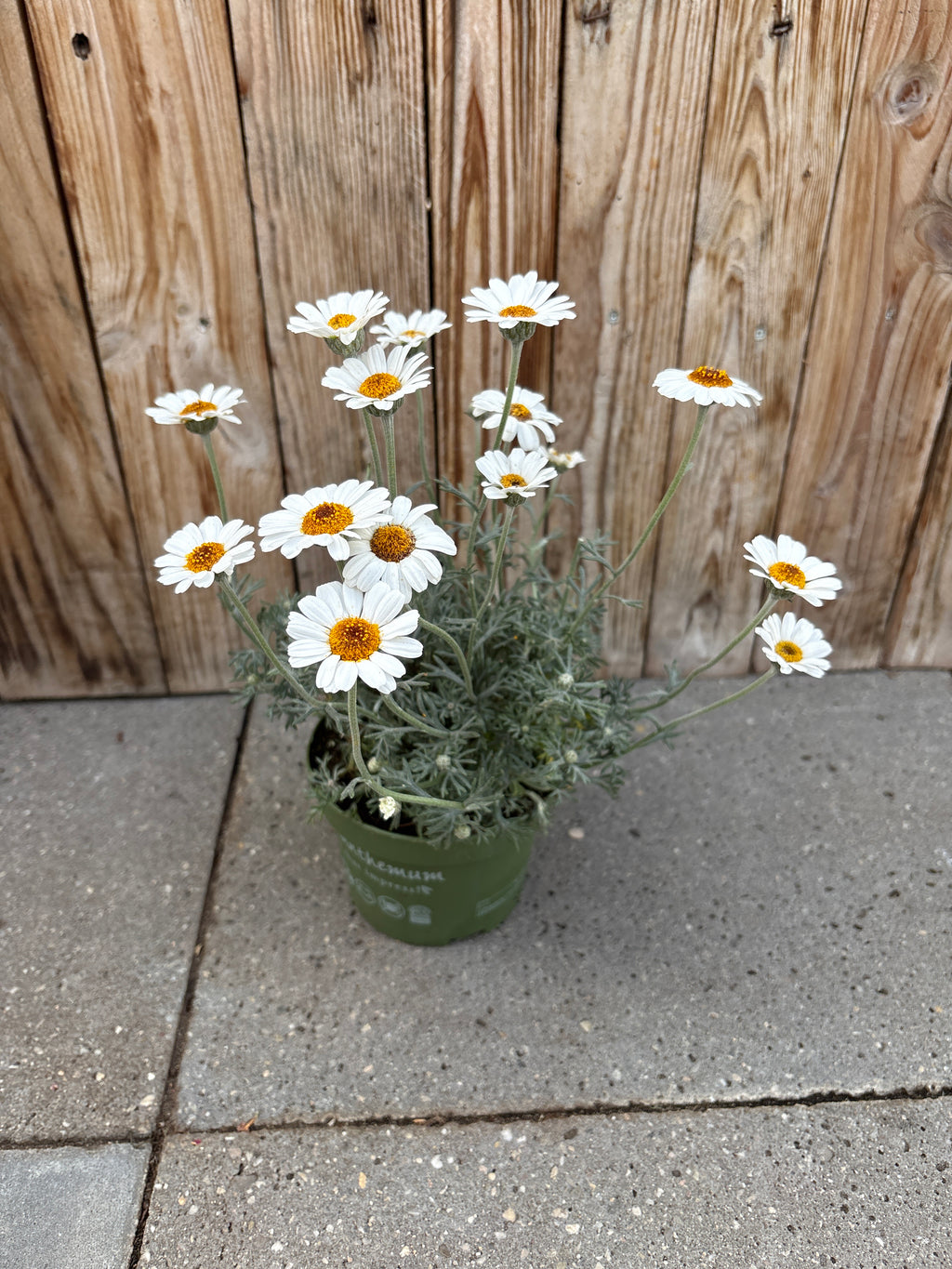 Rhodanthemum vaste plant