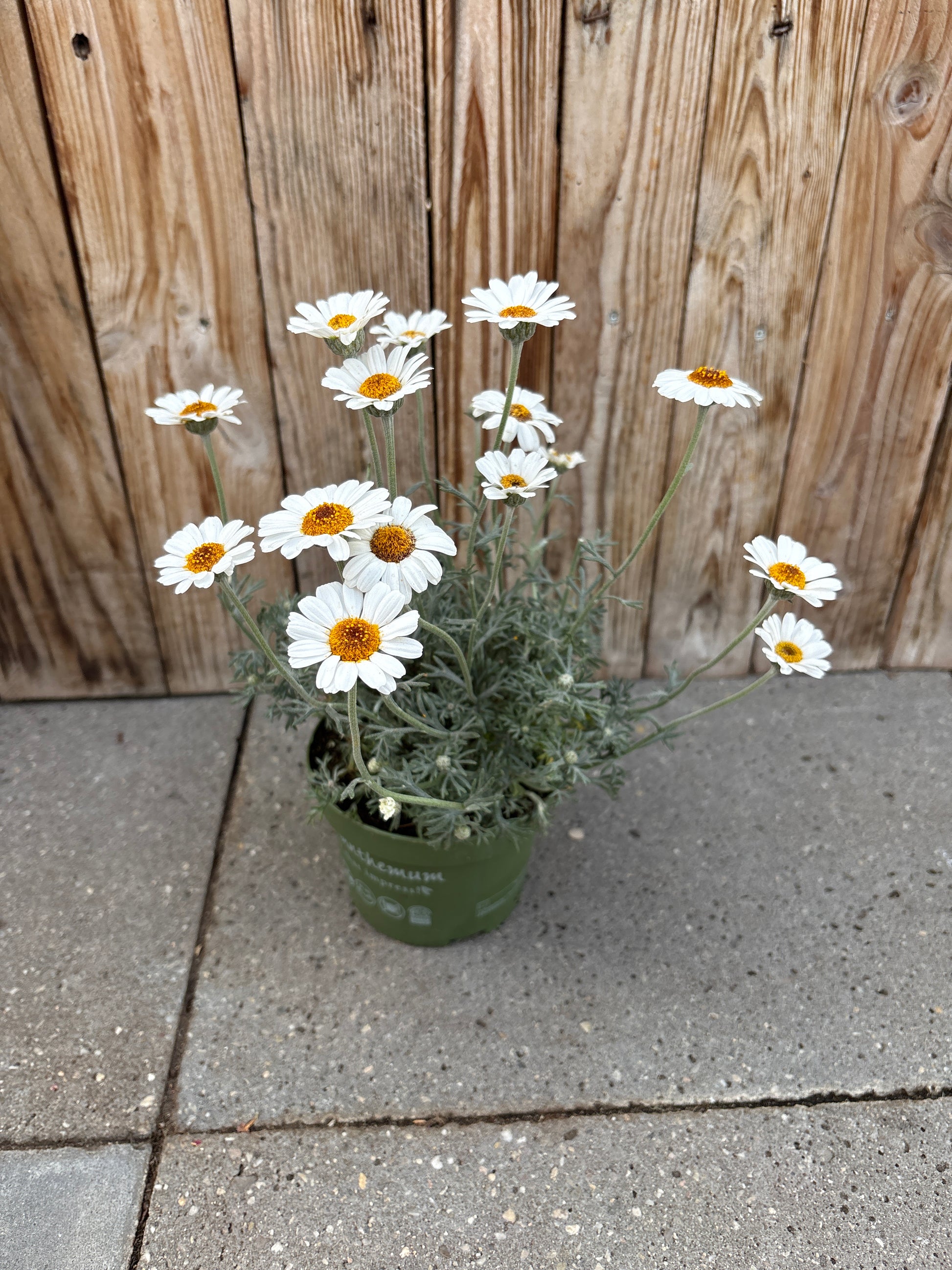 Rhodanthemum vaste plant
