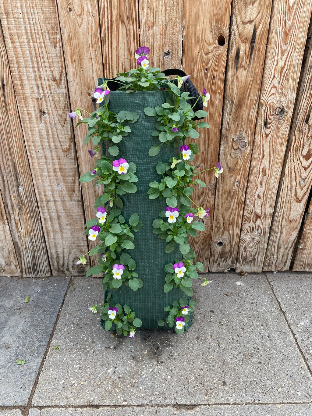 Wandhanger winterviool