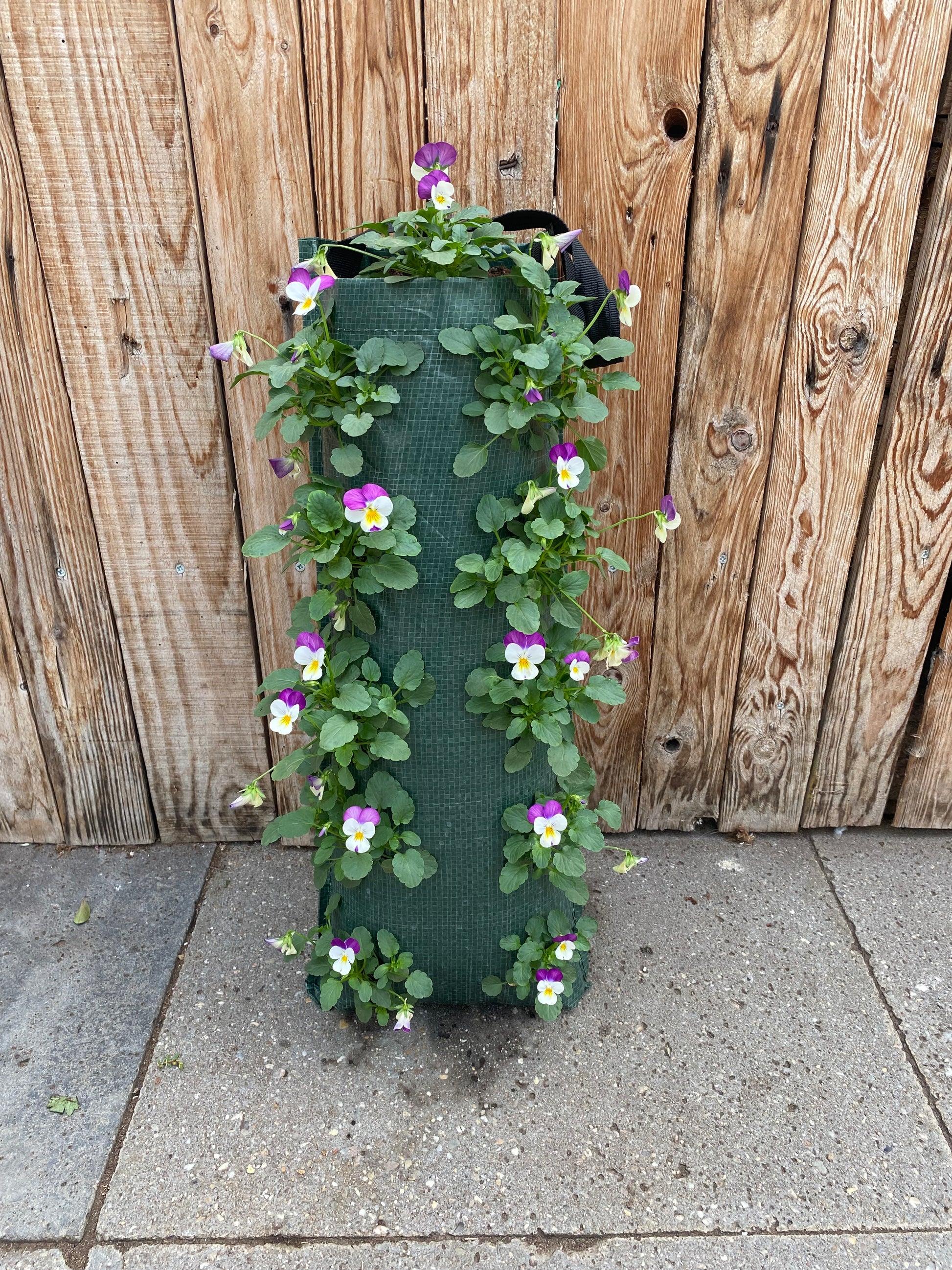 Wandhanger winterviool