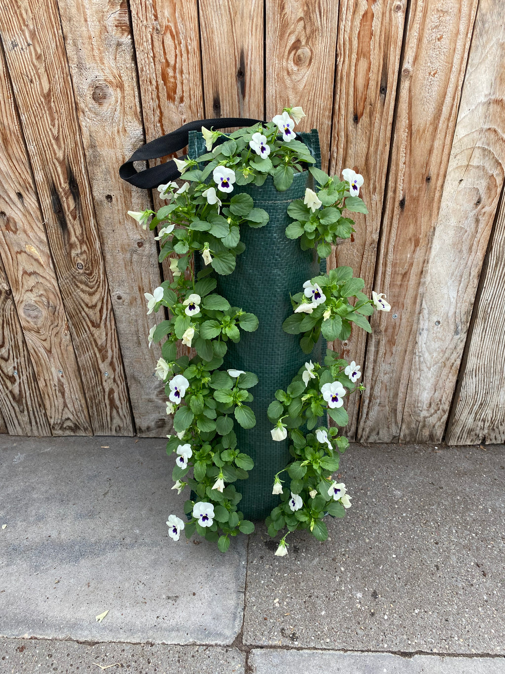 Wandhanger winterviool