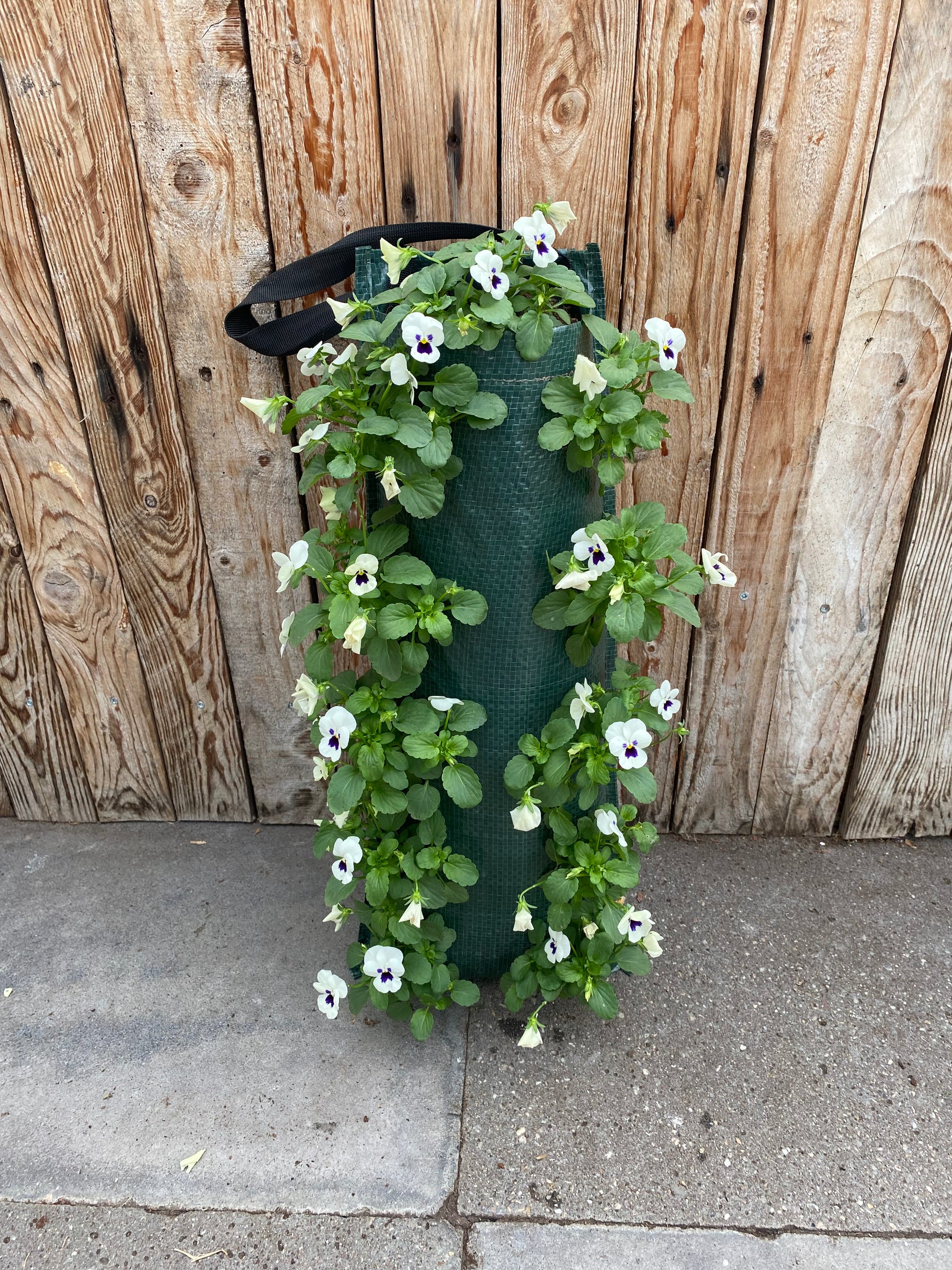 Wandhanger winterviool