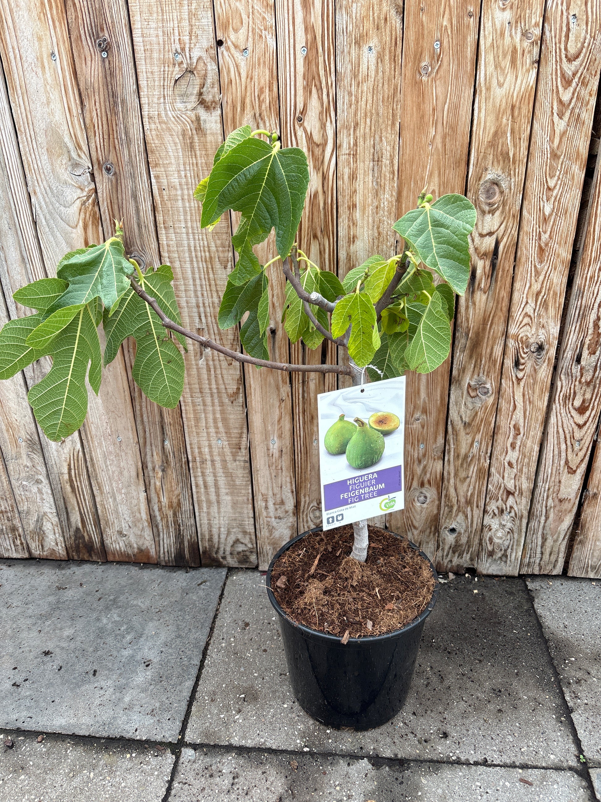 Ficus carica (vijgenboom)
