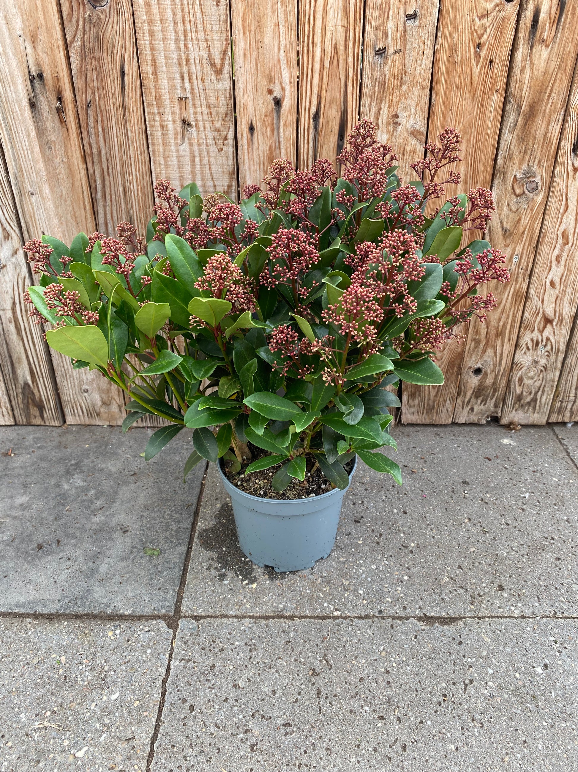 Skimmia