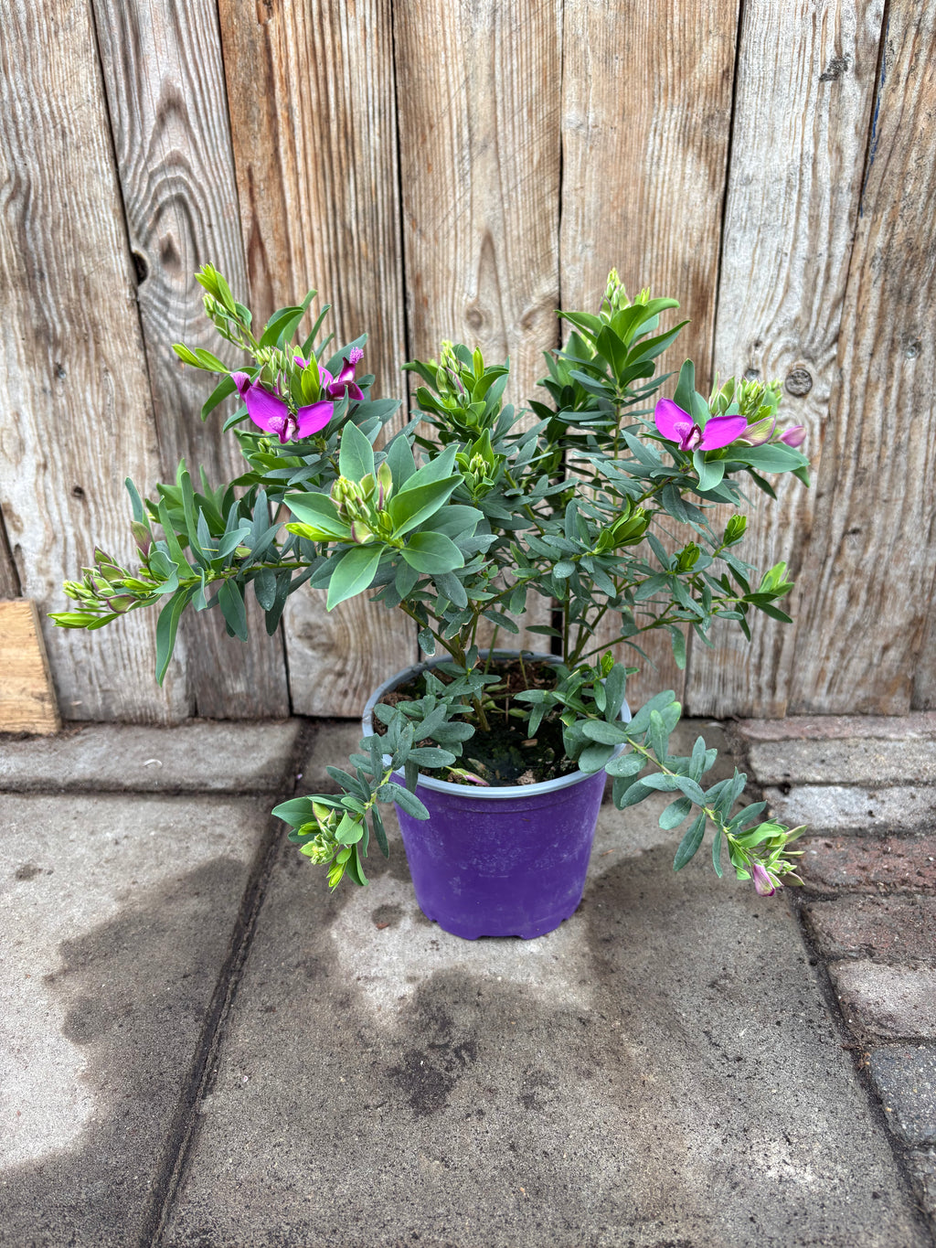 Polygala Myrtifolia