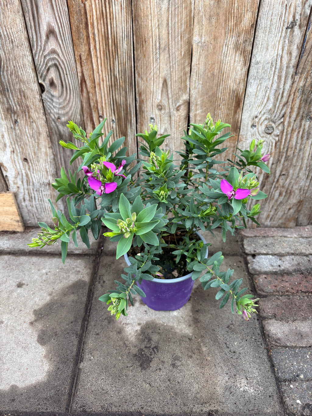 Polygala Myrtifolia