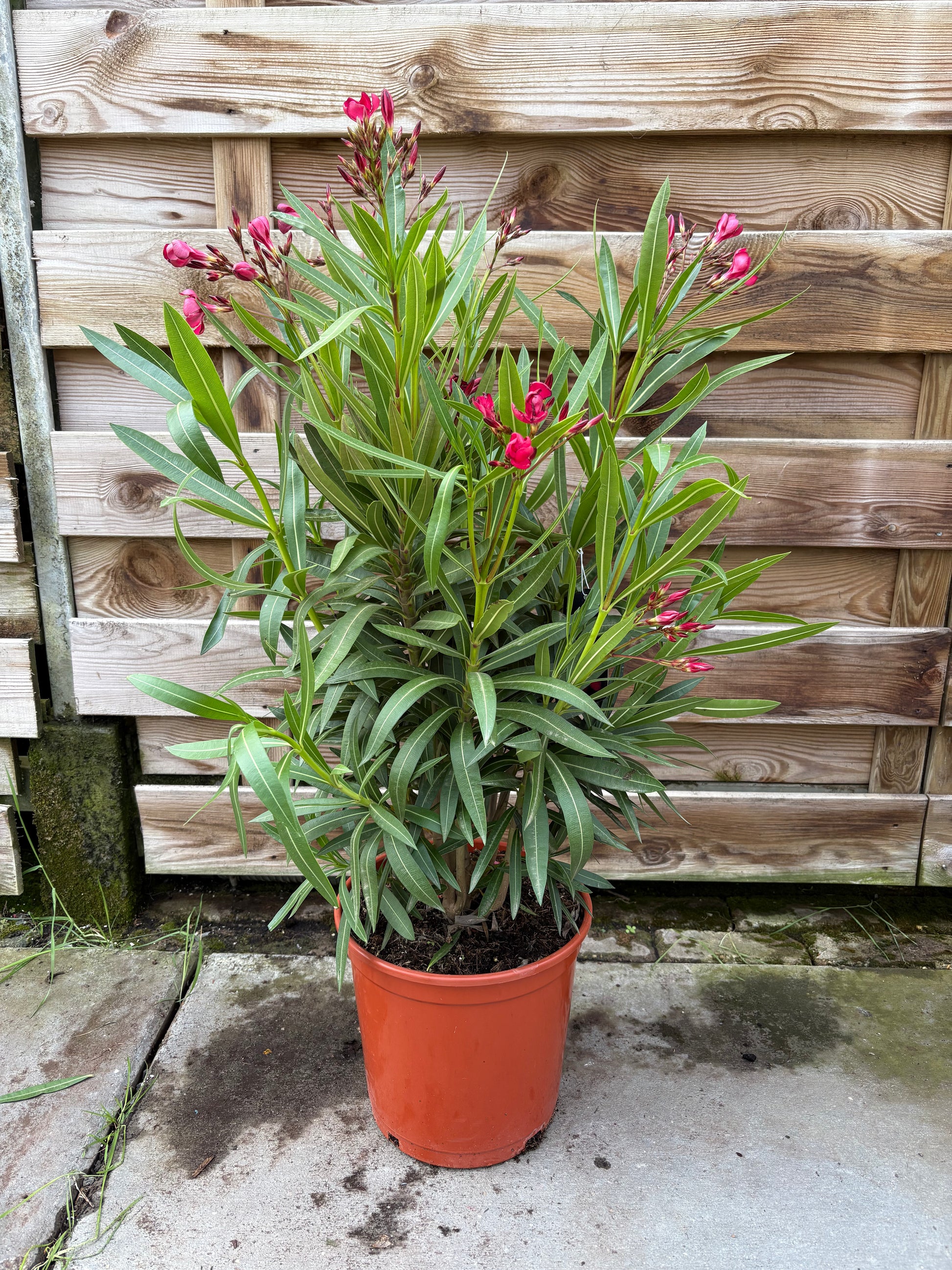 Oleander struik