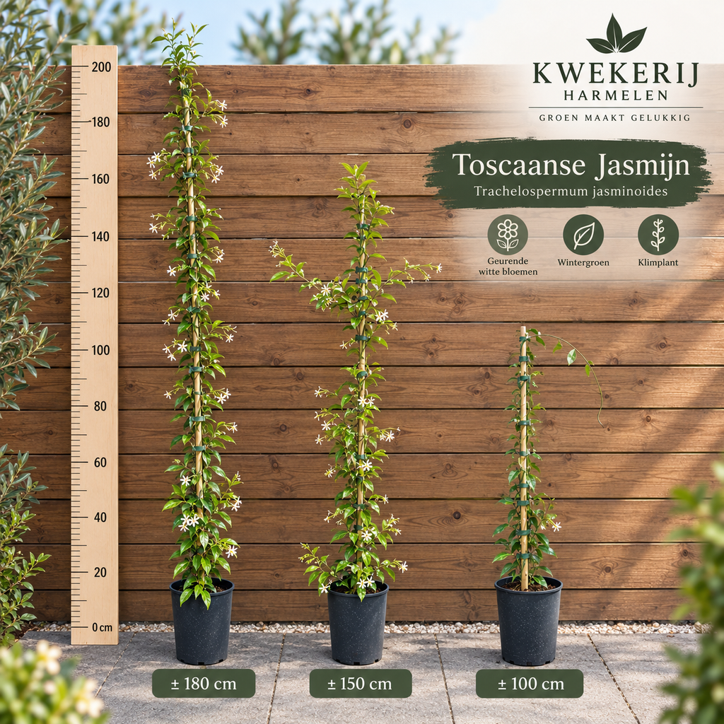 Toskanischer Jasmin (Trachelospermum jasminoides) weiß