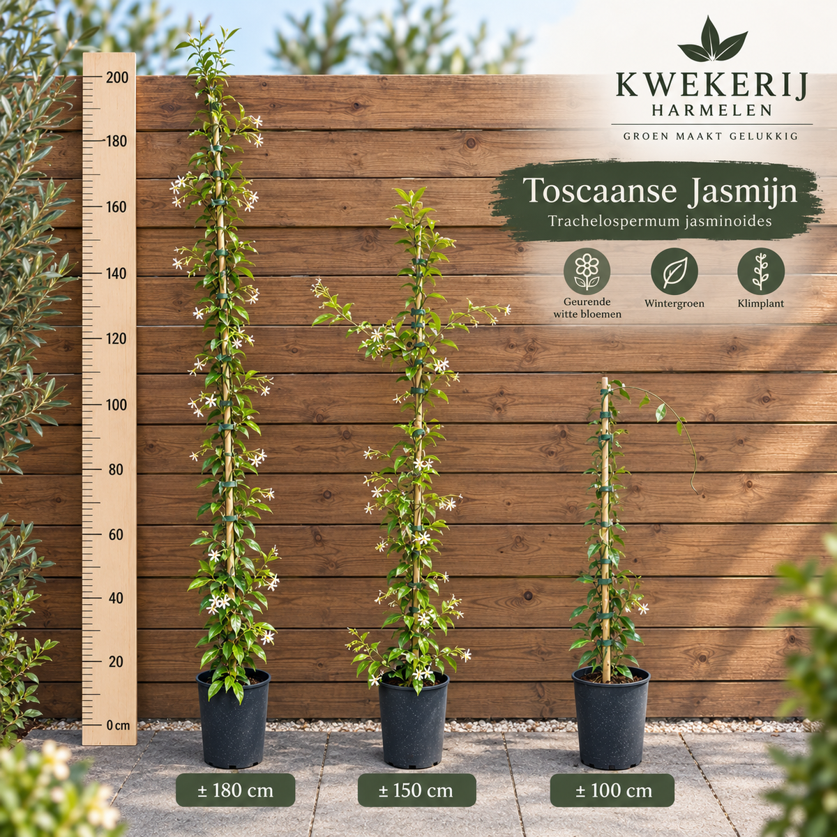 Toskanischer Jasmin (Trachelospermum jasminoides) weiß