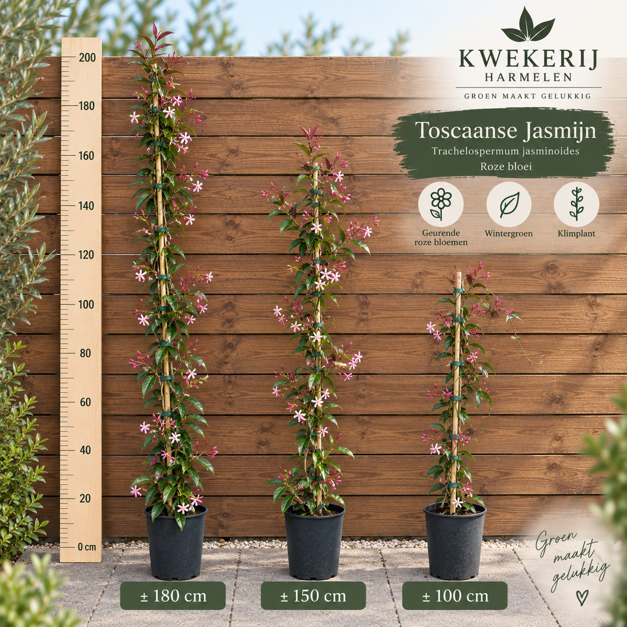Toscaanse Jasmijn (Trachelospermum jasminoides) roze
