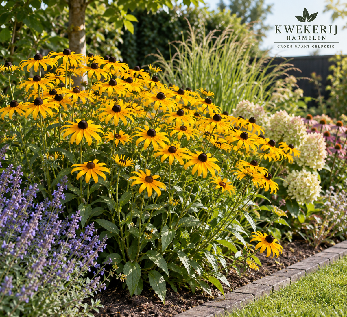 Rudbeckia fulgida Staude